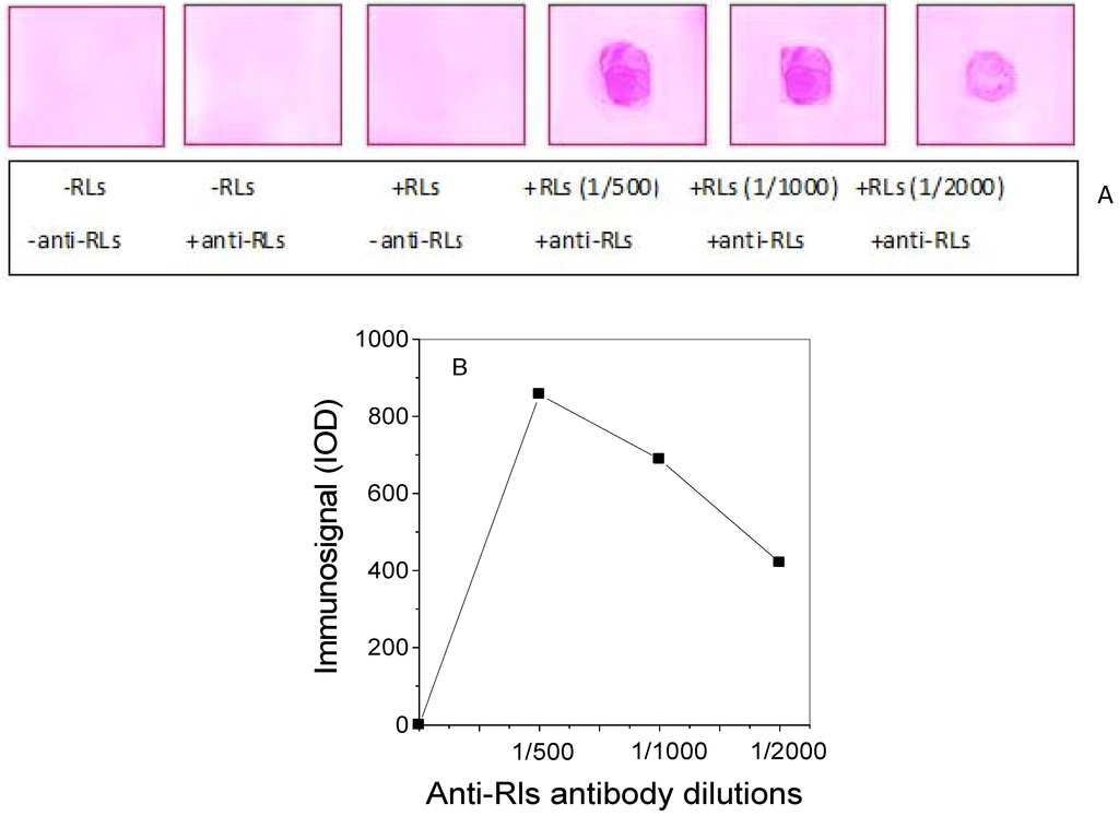 Antibodies 02 00501 g003 1024