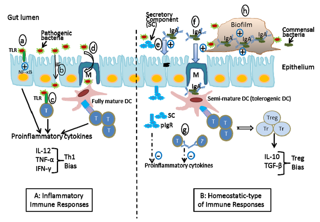 Antibodies 02 00535 g002 1024