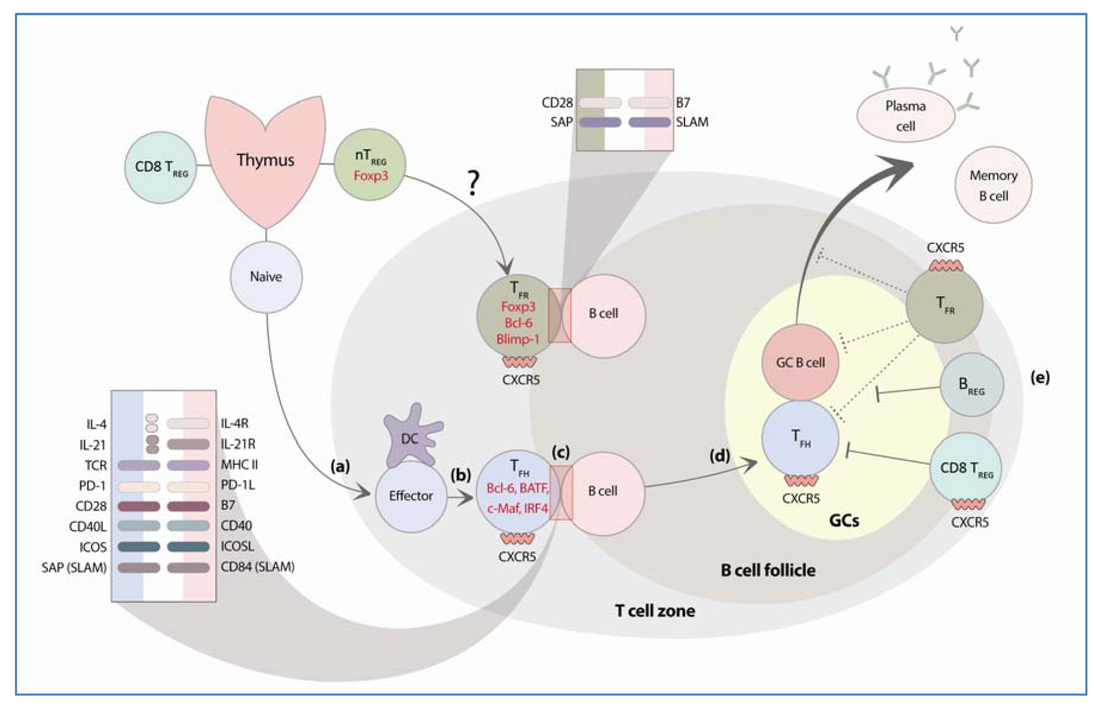 Antibodies 02 00554 g001