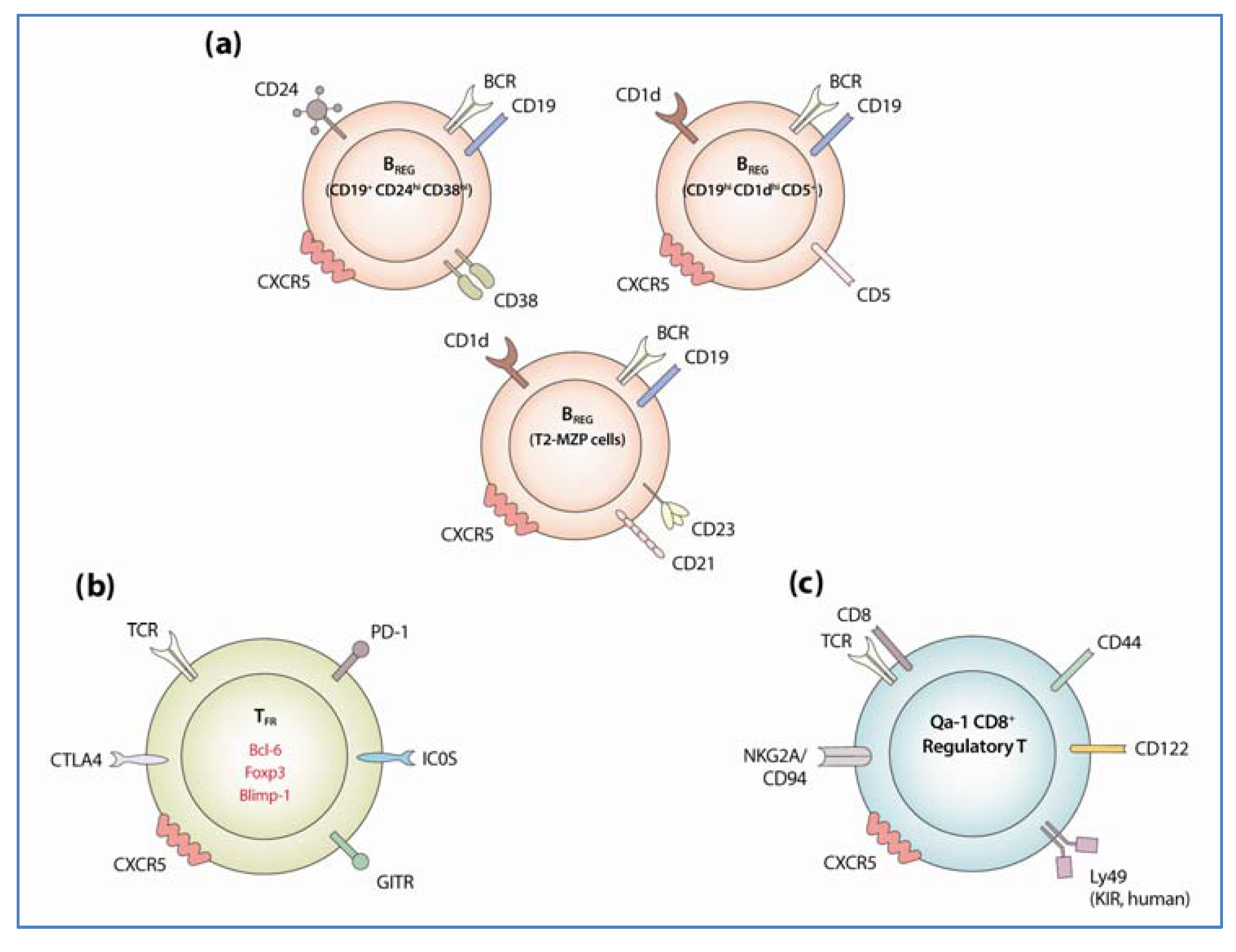 Antibodies 02 00554 g002