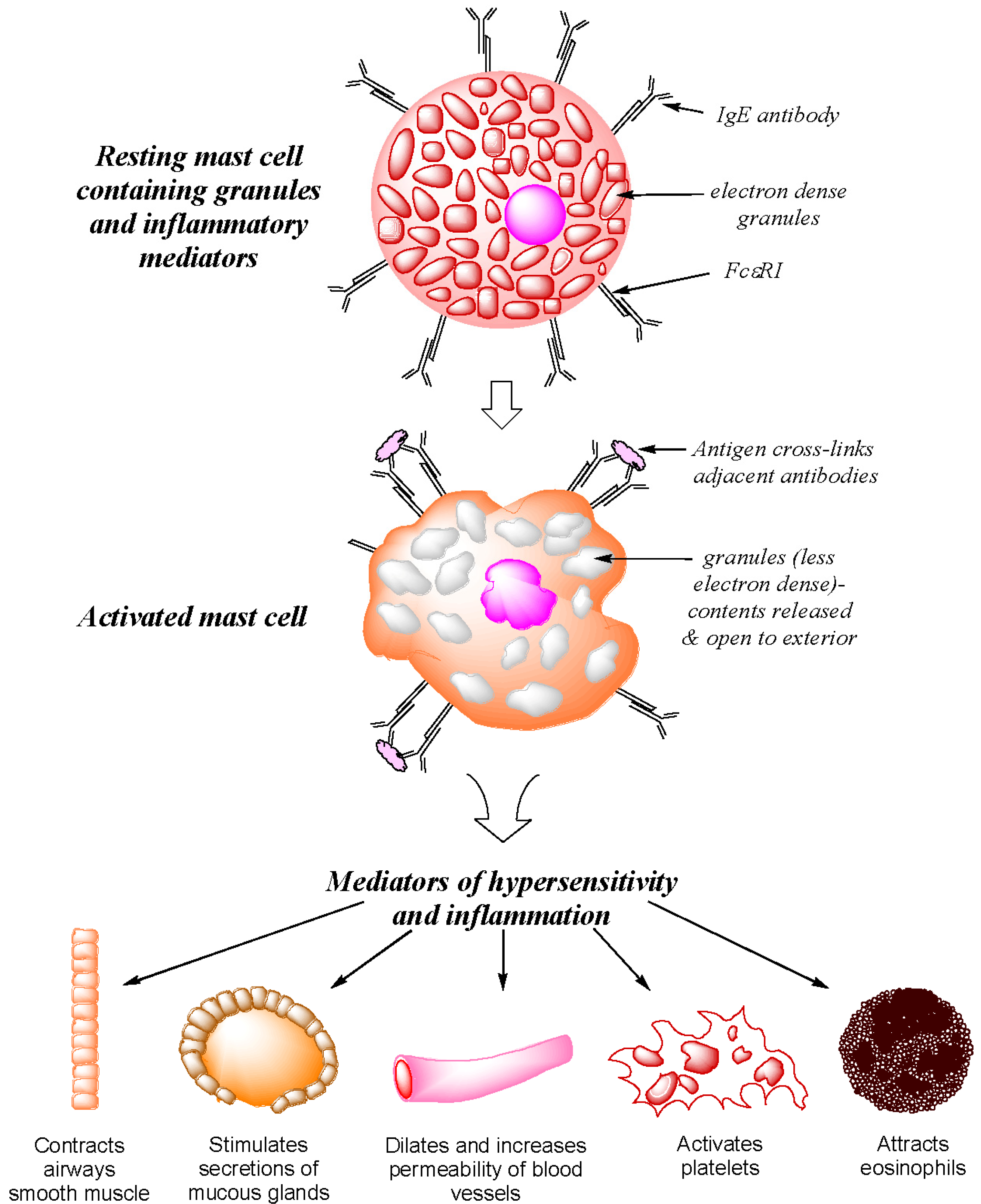 Antibodies 03 00056 g001