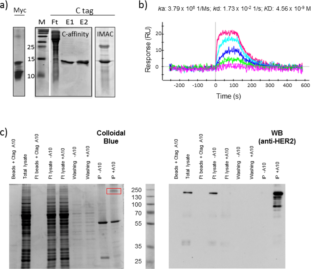 Antibodies 03 00182 g001 1024