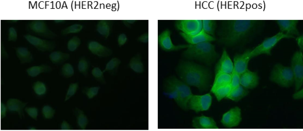 Antibodies 03 00182 g005 1024