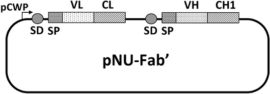 Antibodies 03 00242 g006 550