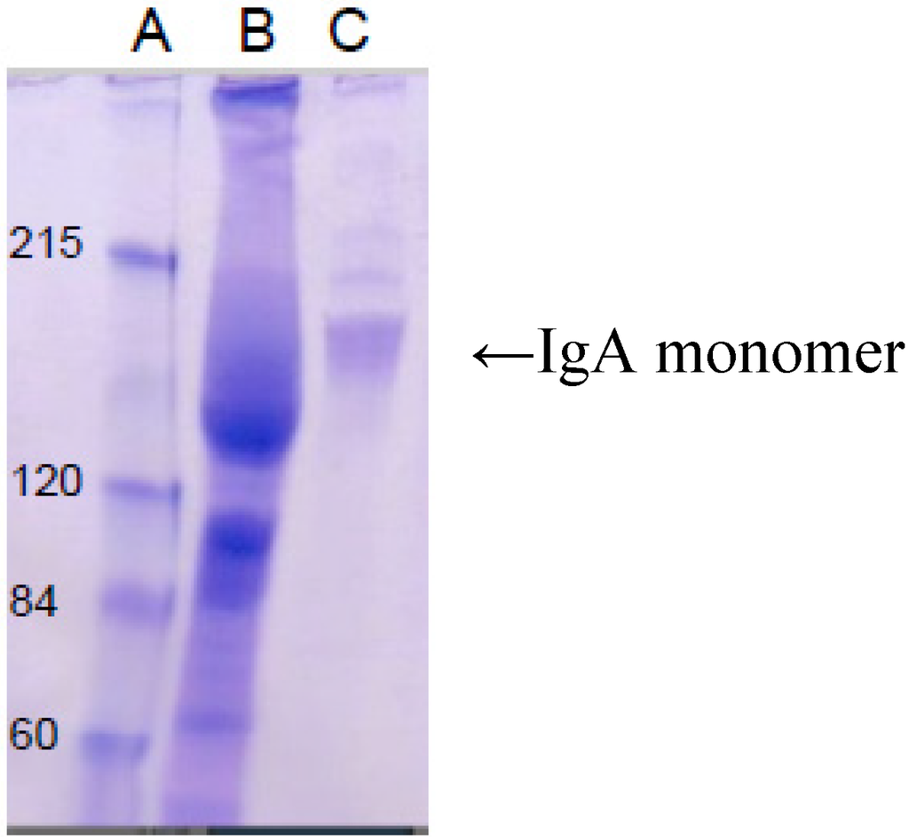 Antibodies 03 00272 g001 1024