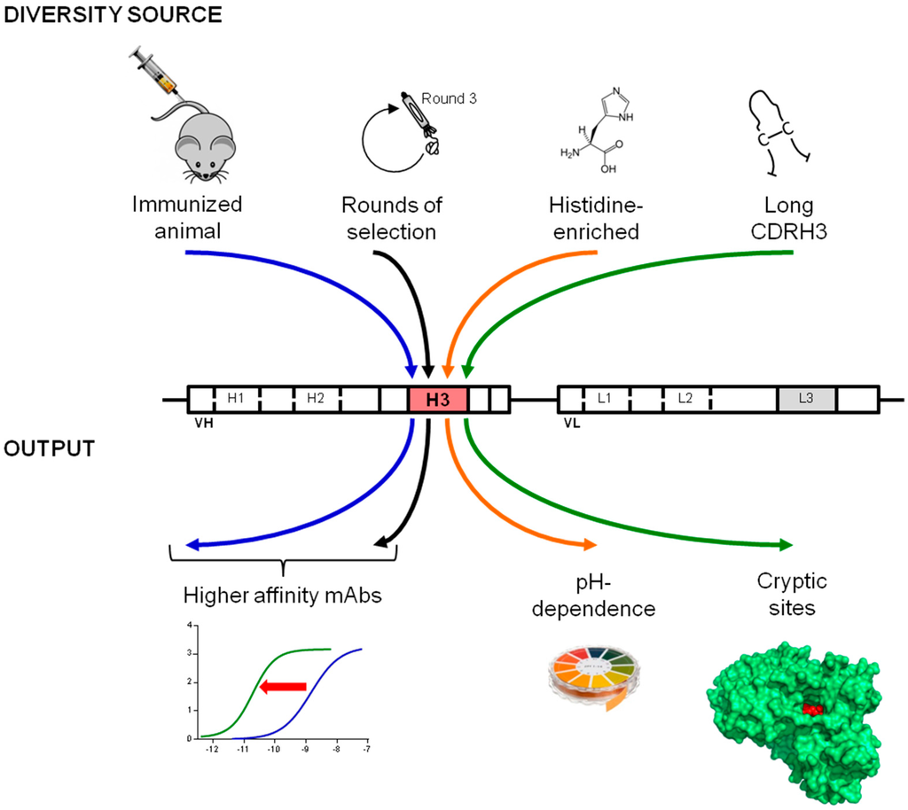 Antibodies 04 00103 g006 1024