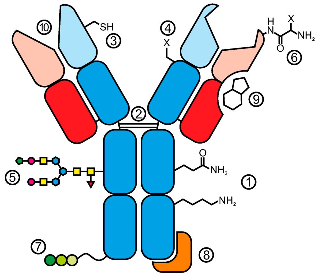 Antibodies 04 00197 g001 1024
