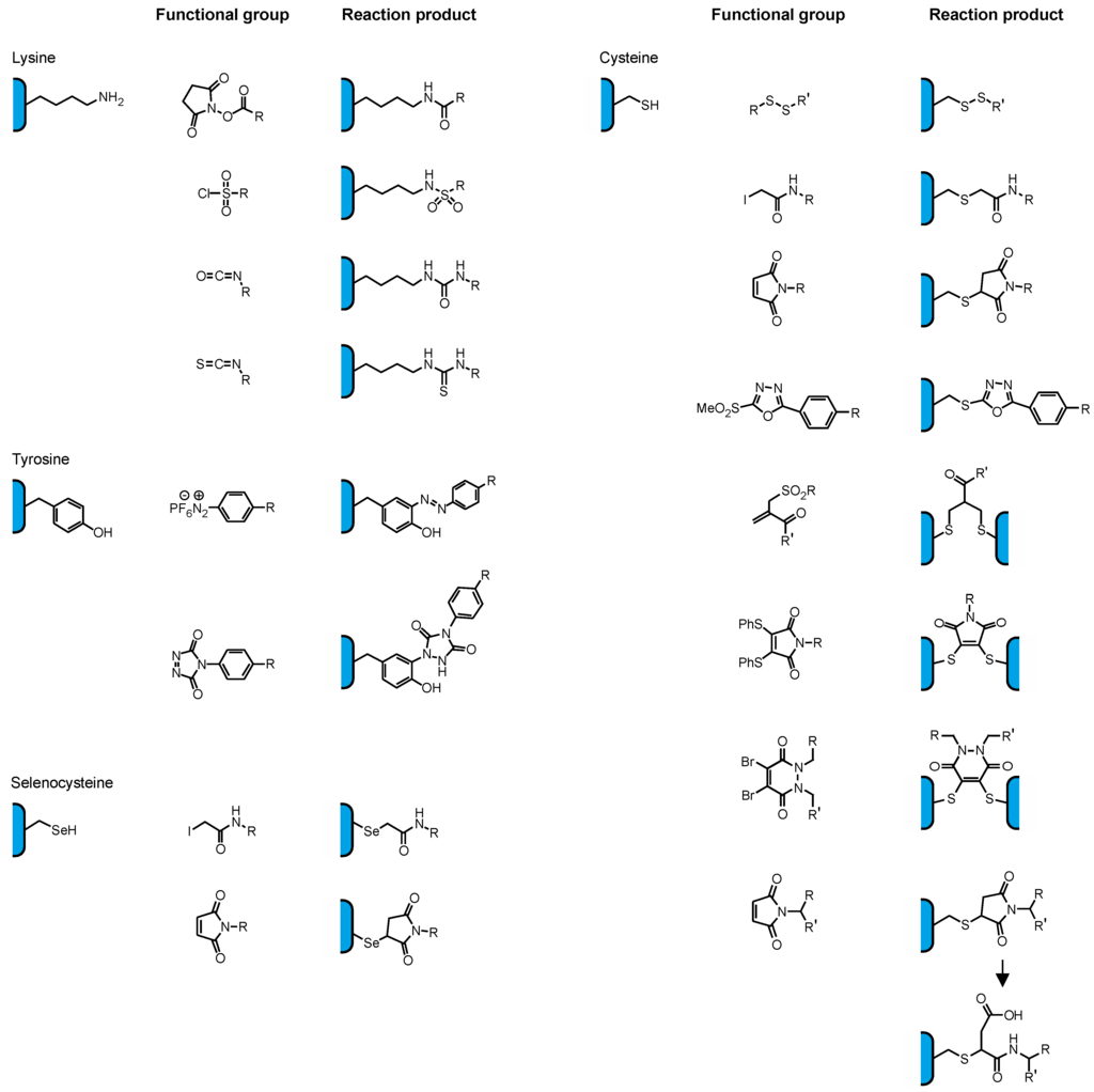 Antibodies 04 00197 g002 1024