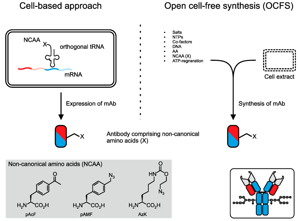 Antibodies 04 00197 g003 1024