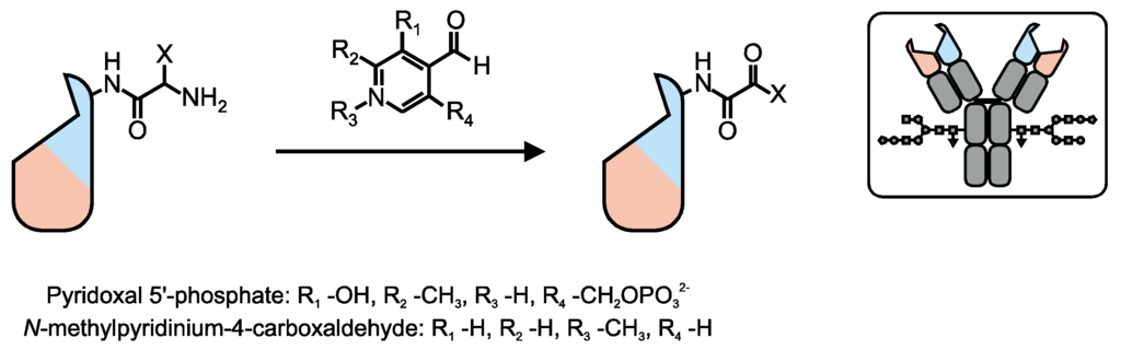 Antibodies 04 00197 g005 1024