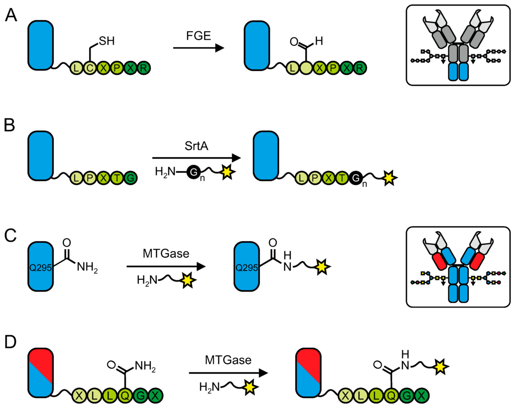 Antibodies 04 00197 g006 1024