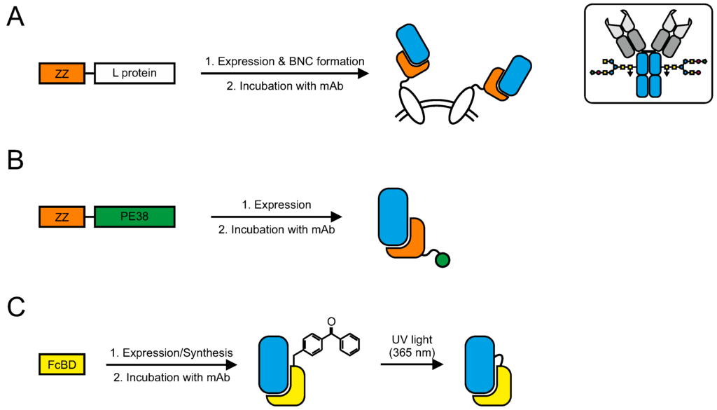 Antibodies 04 00197 g007 1024