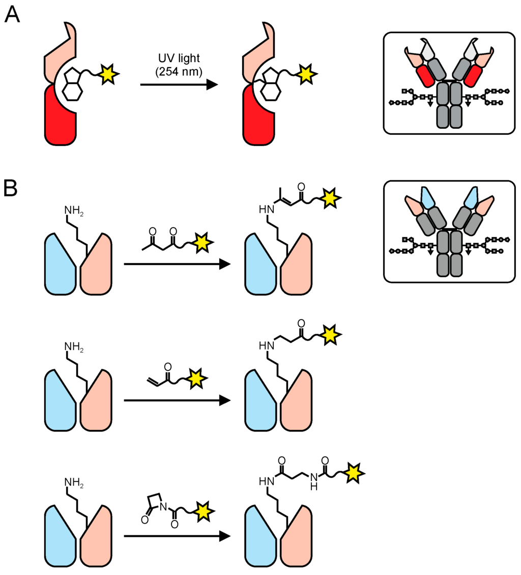 Antibodies 04 00197 g008 1024