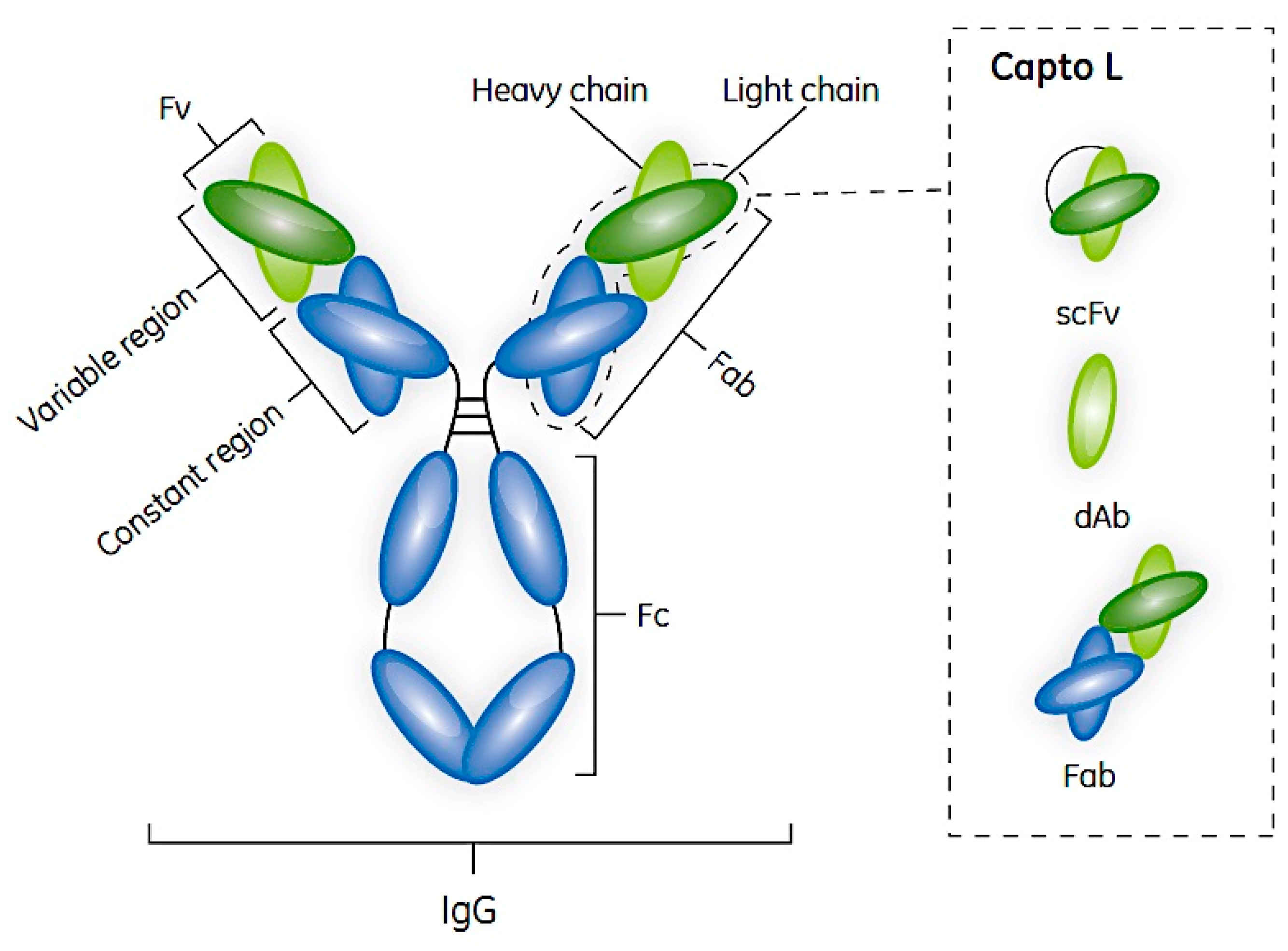 Antibodies 04 00259 g001