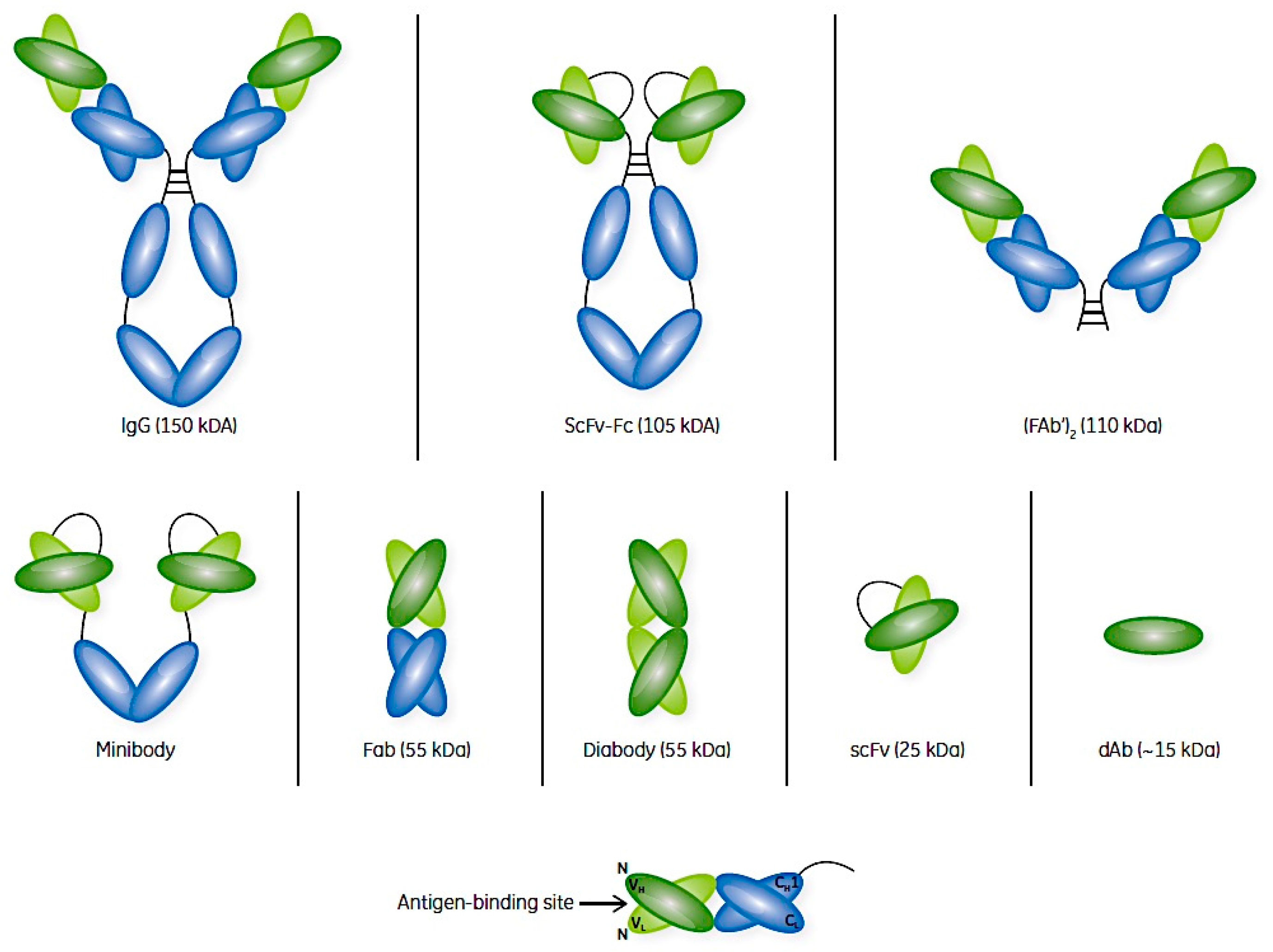 Antibodies 04 00259 g002
