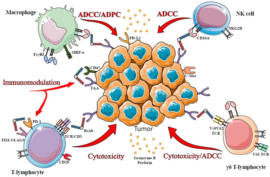 Antibodies 05 00001 g002 1024
