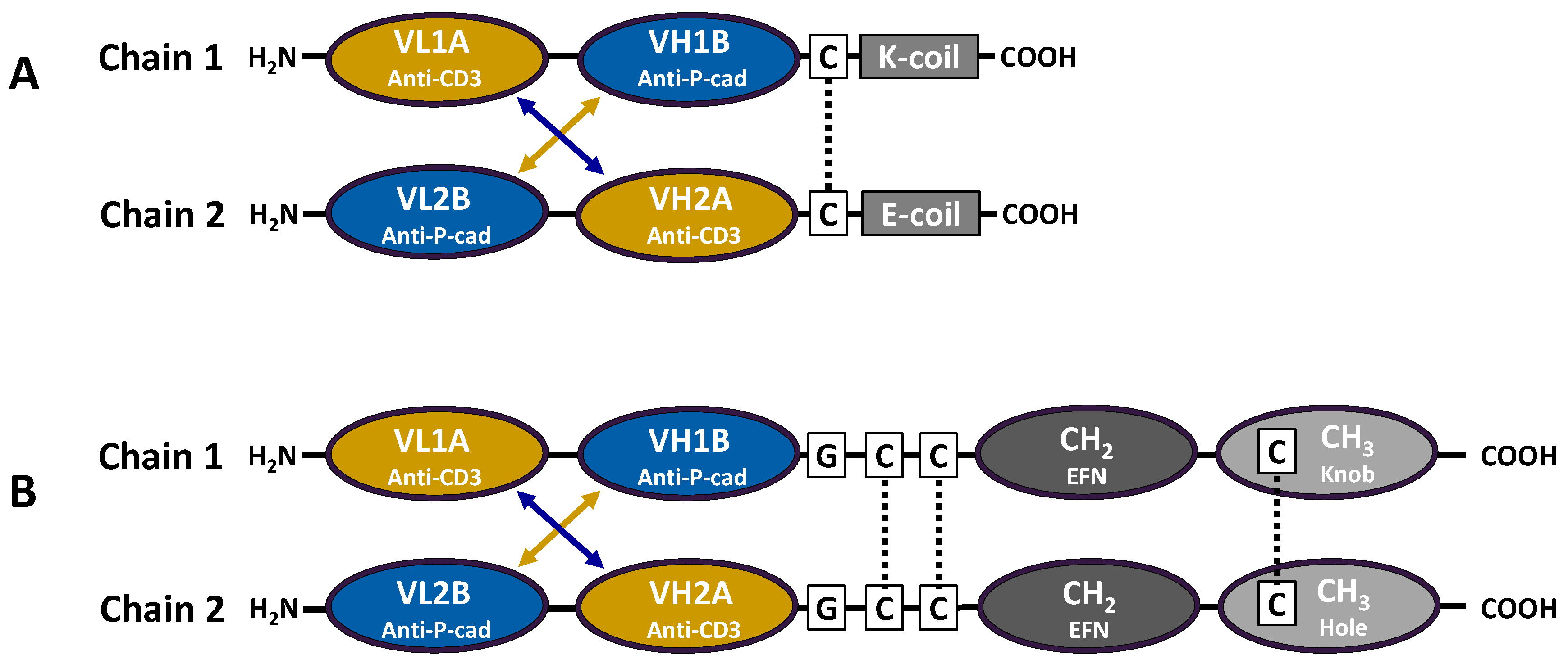 Antibodies 05 00006 g001