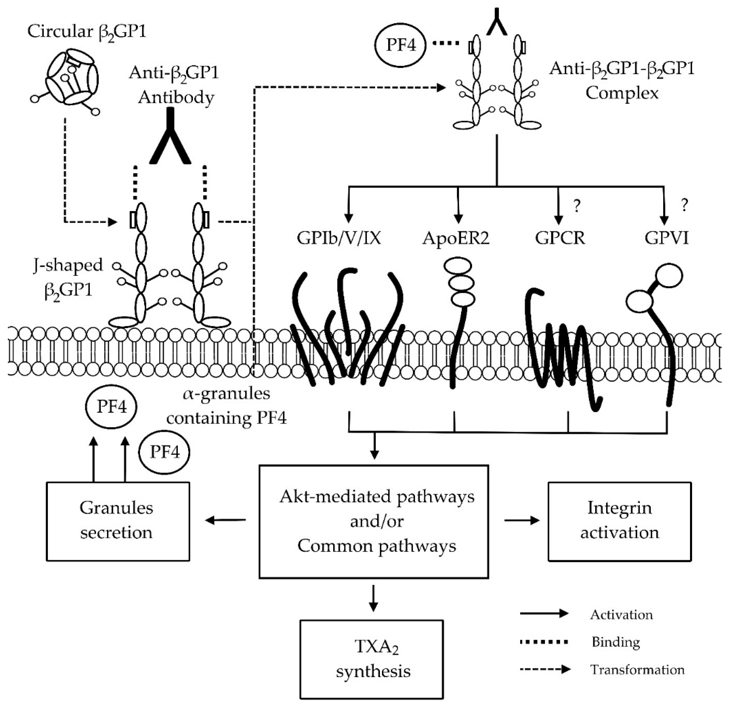 Antibodies 05 00012 g002