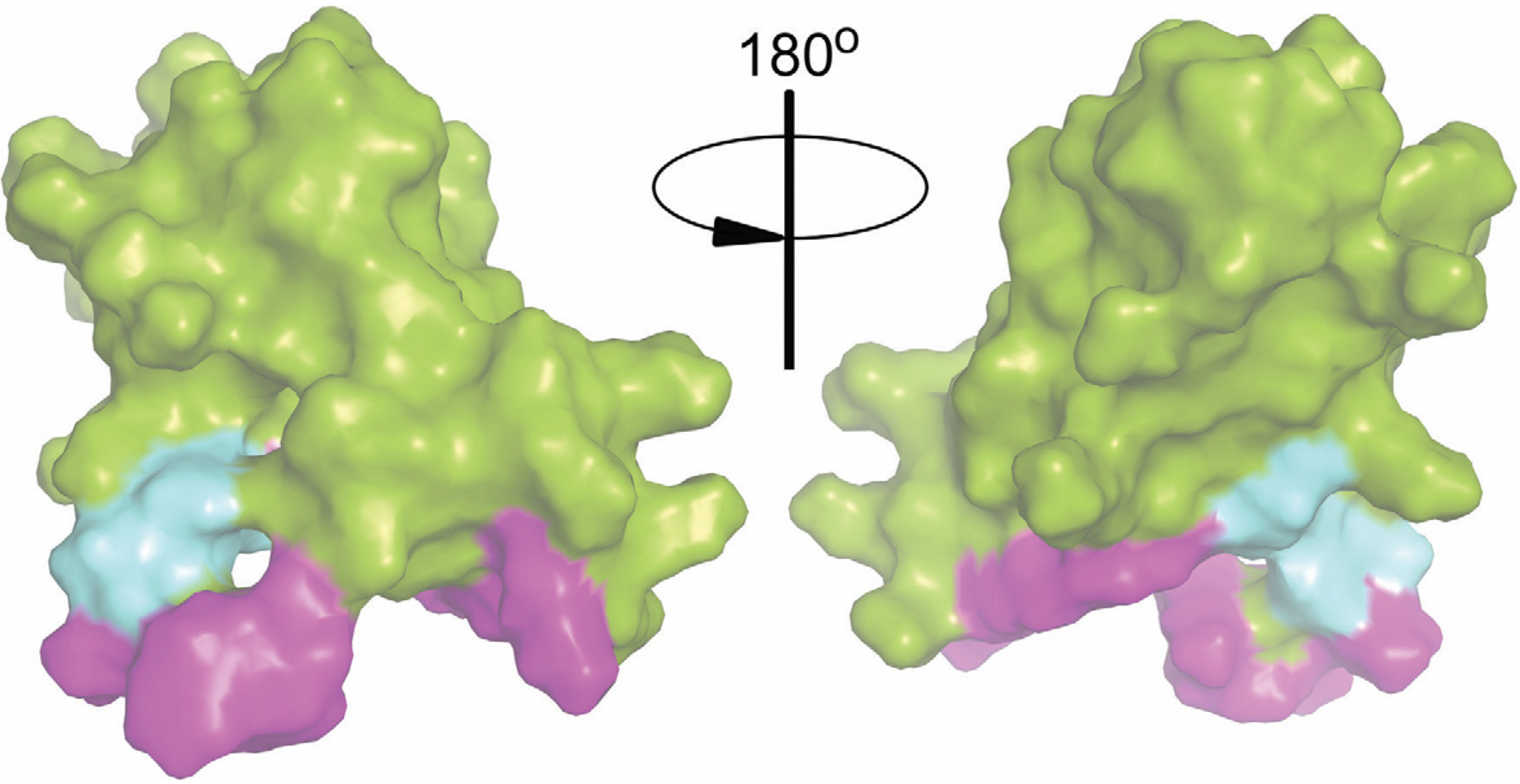 Antibodies 06 00008 g007