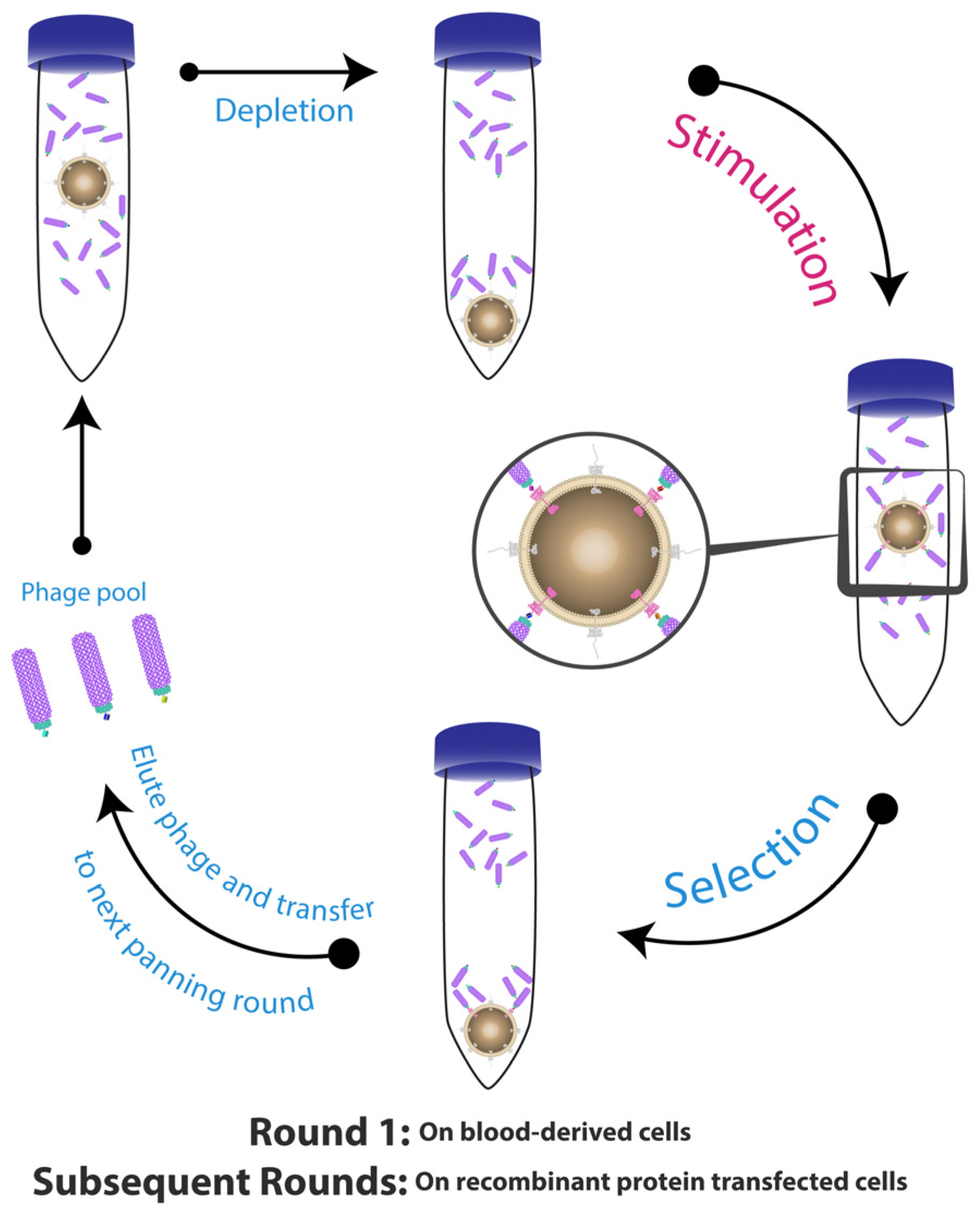 Antibodies 06 00010 g001 Antibodies 06 00010 g001