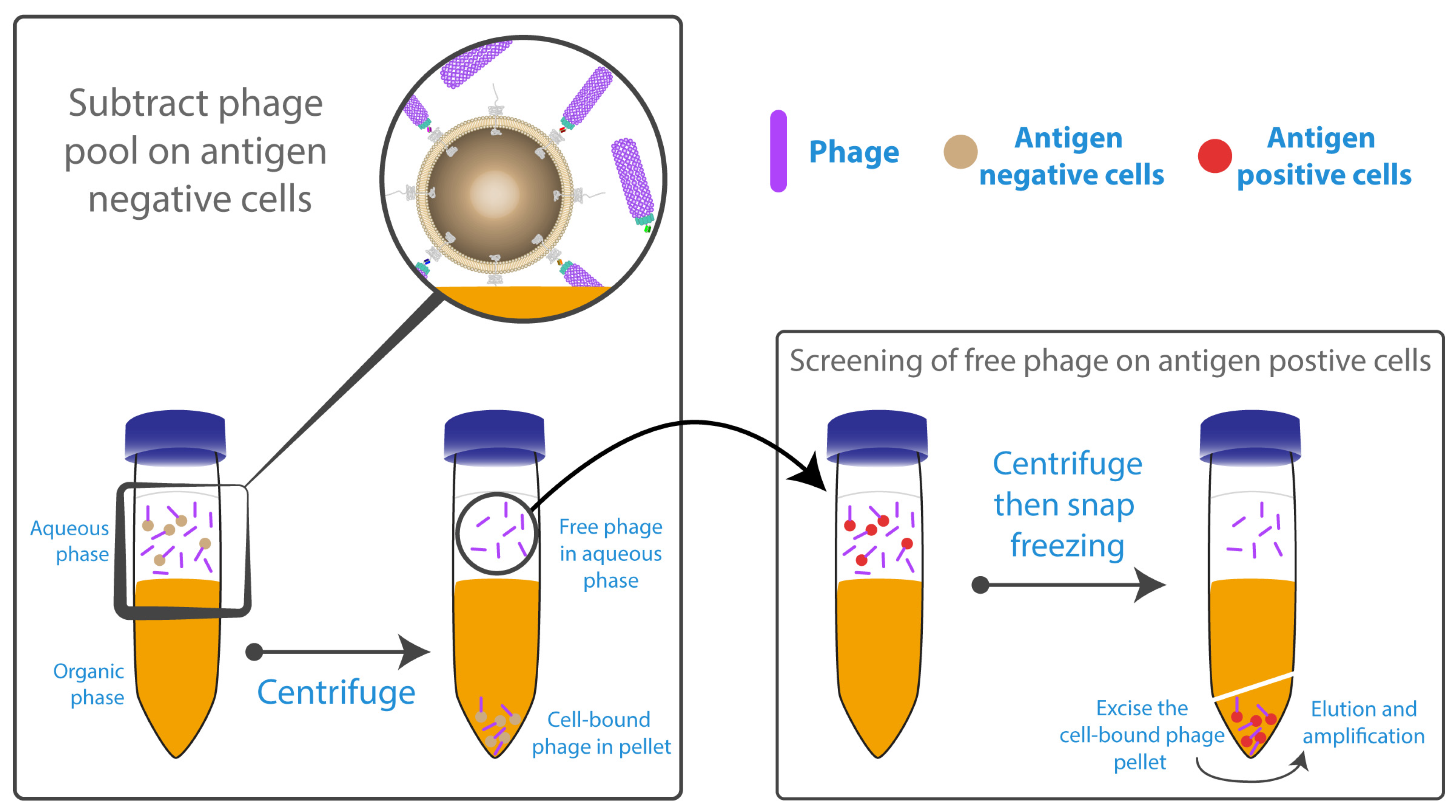 Antibodies 06 00010 g004 Antibodies 06 00010 g004