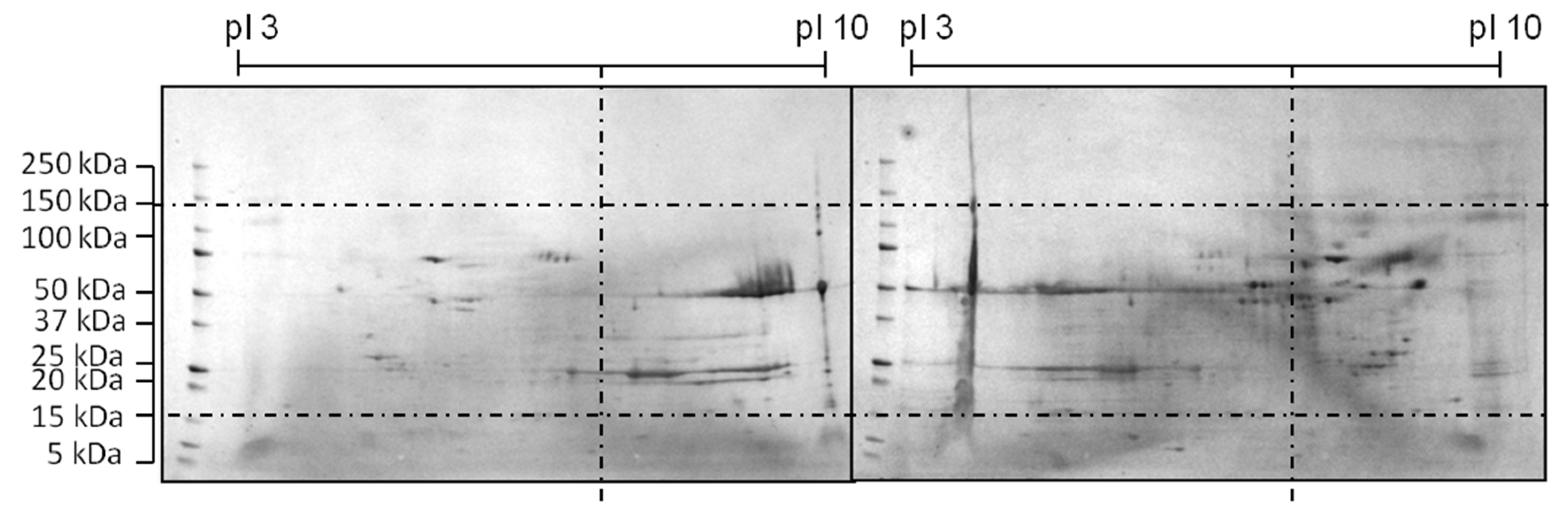 Antibodies 06 00013 g005