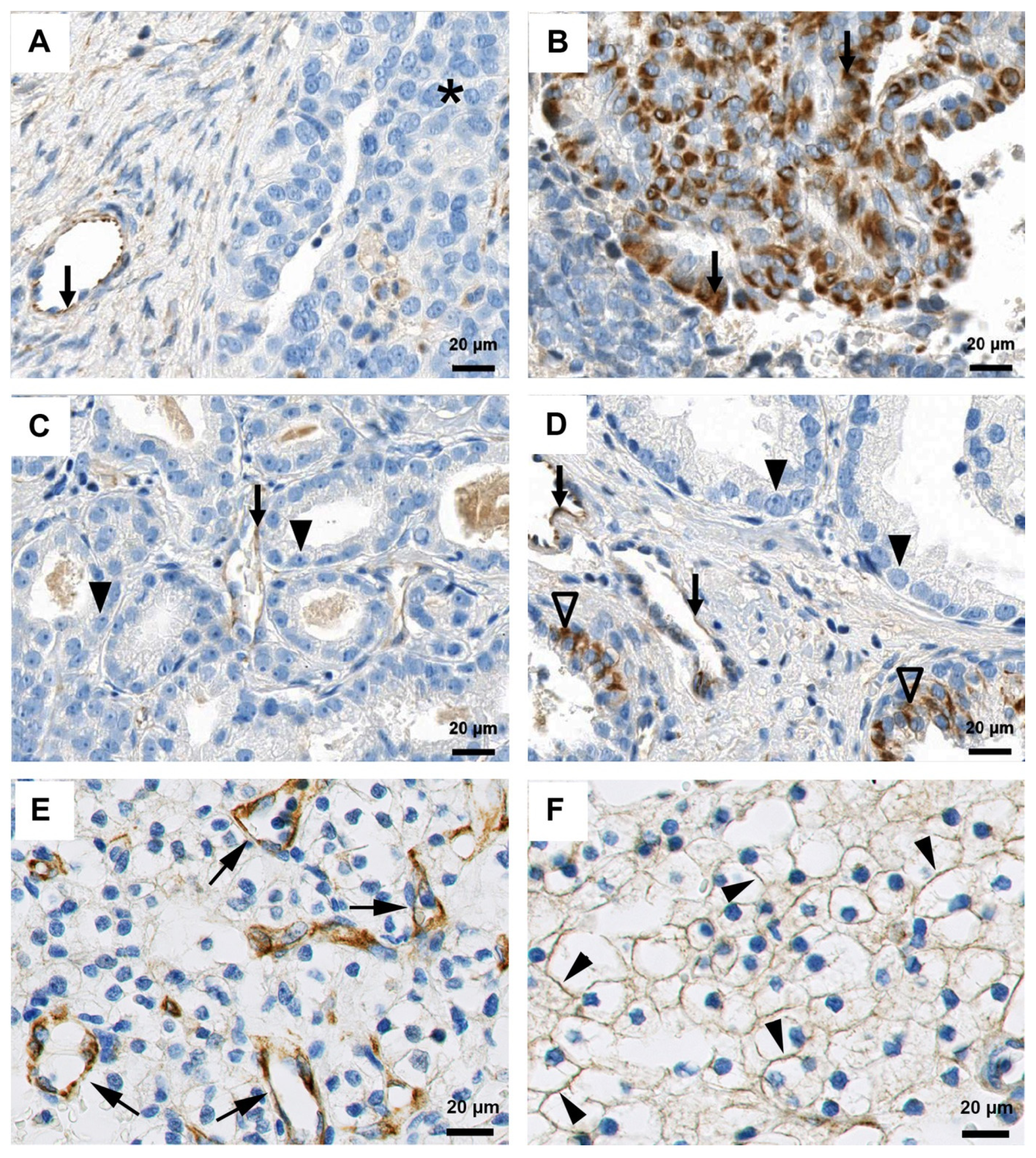 Antibodies 06 00015 g007