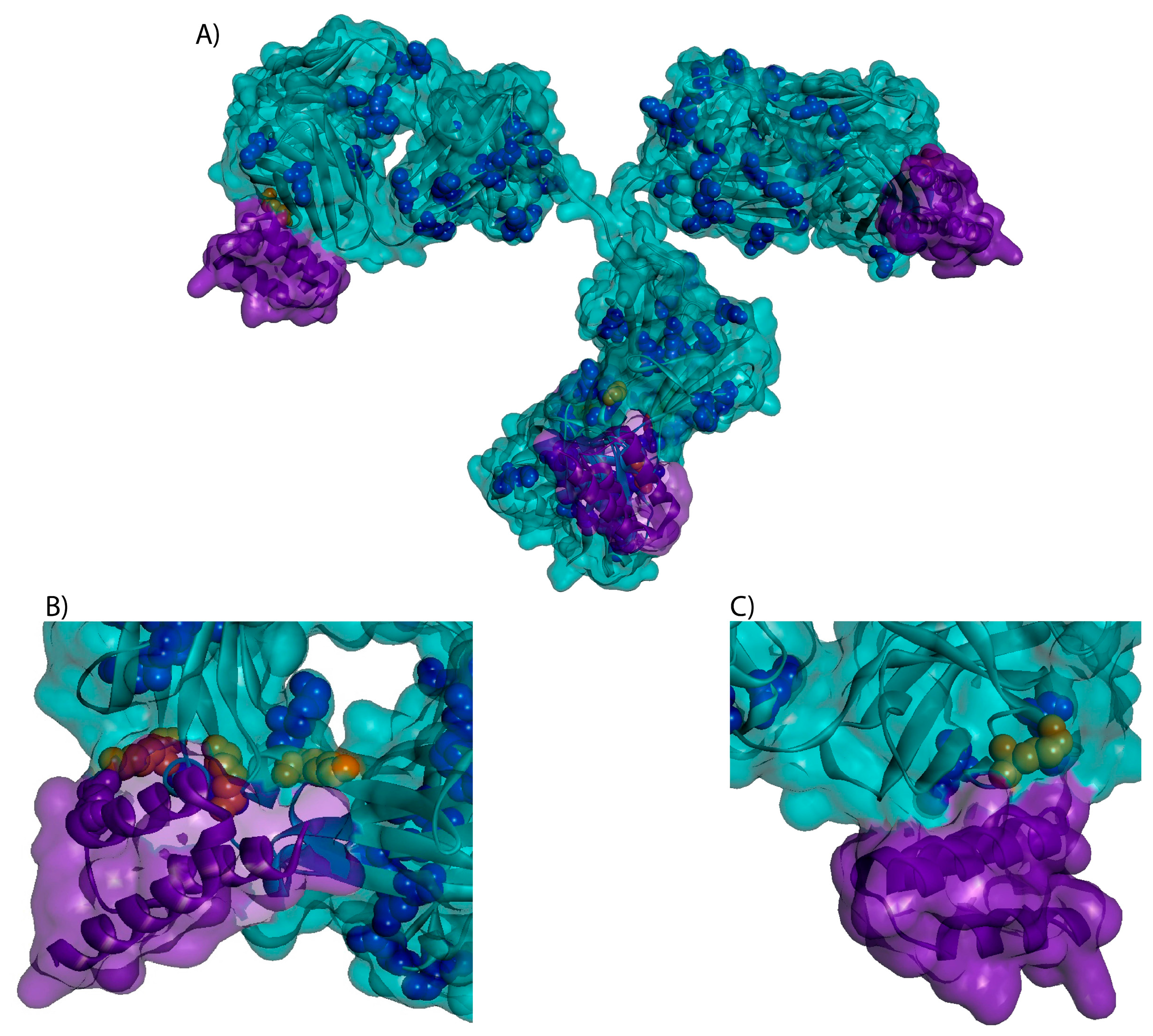 Antibodies 07 00006 g001