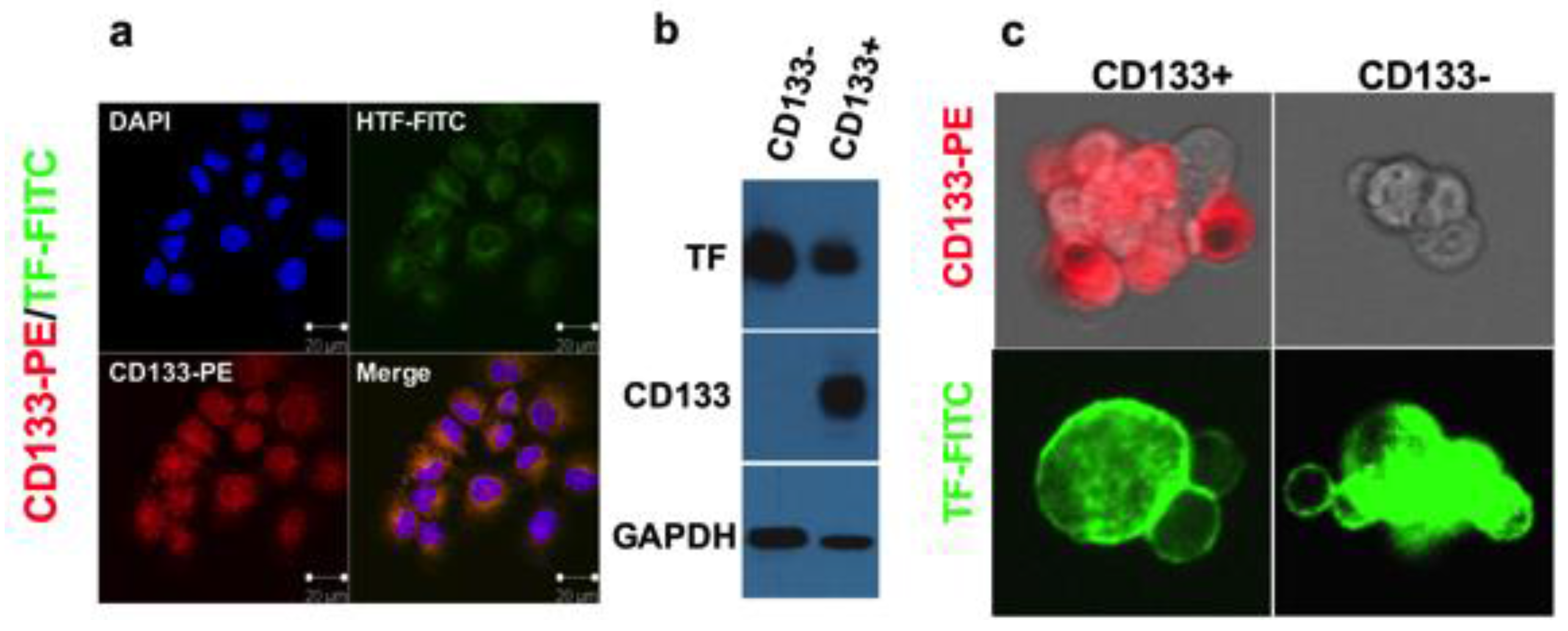 Antibodies 07 00008 g003