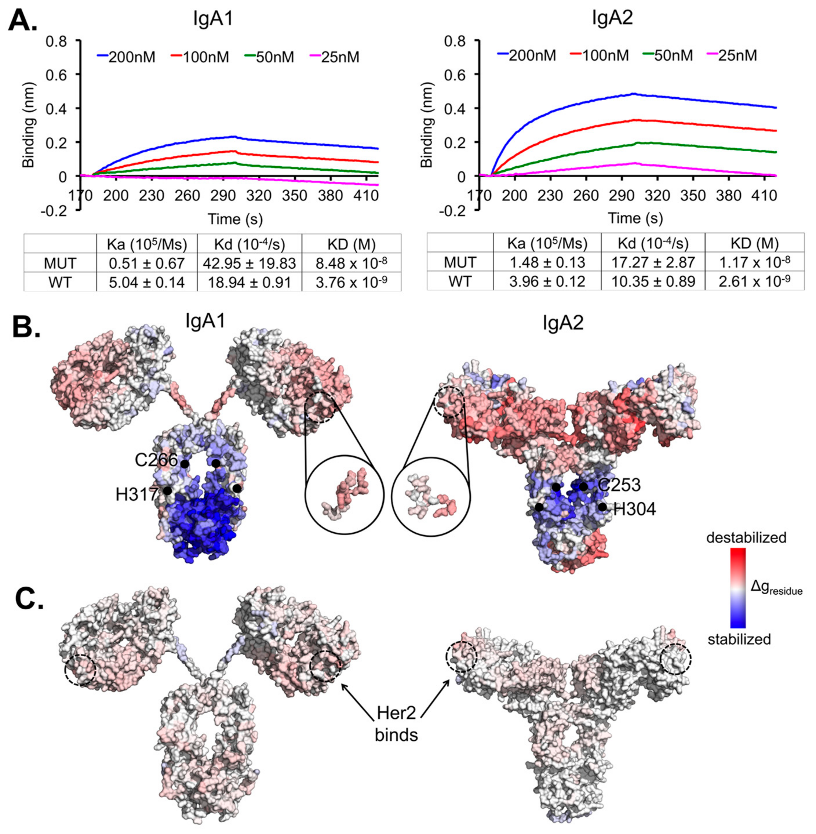 Antibodies 07 00020 g001