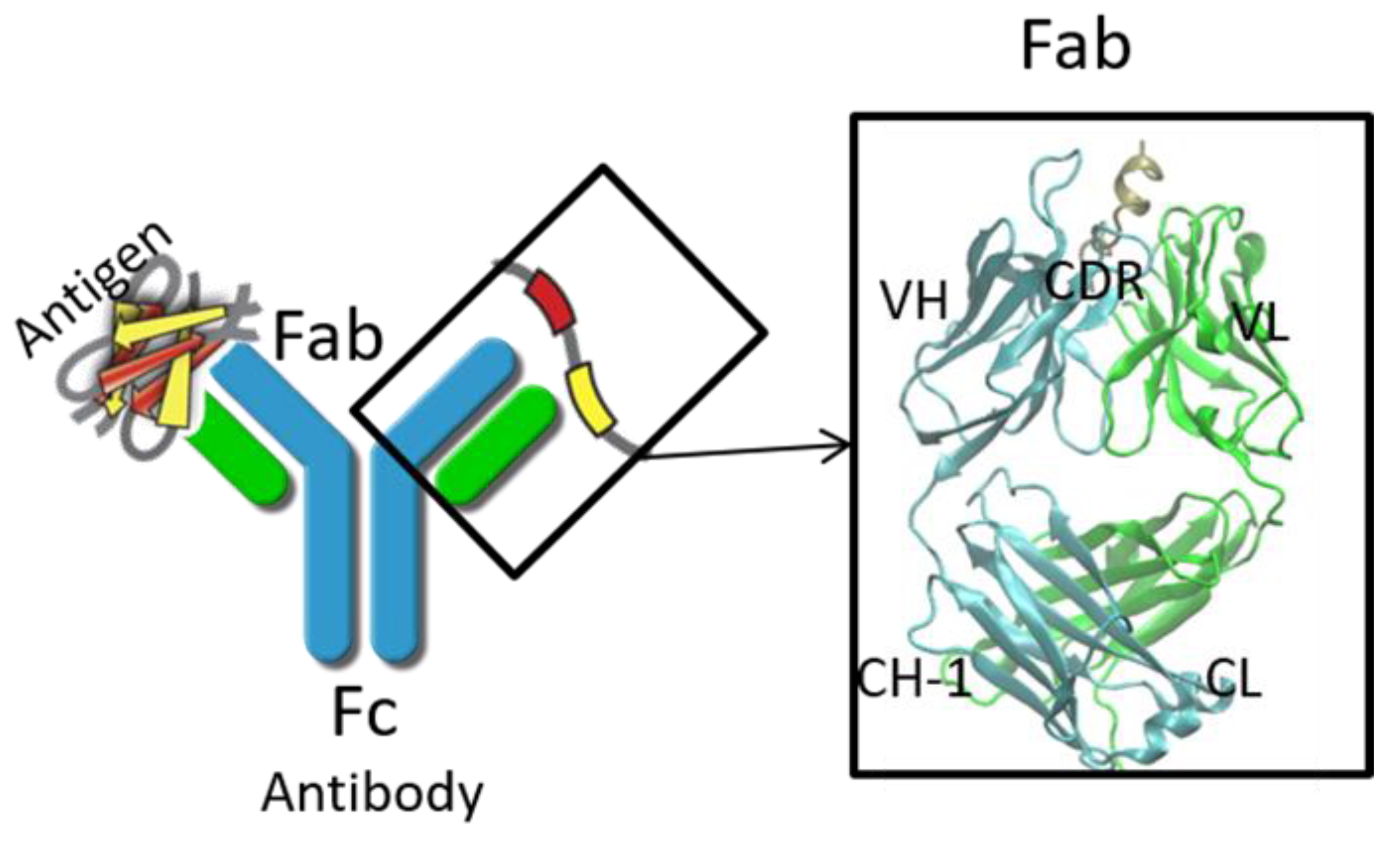 Antibodies 07 00022 g001 Antibodies 07 00022 g001