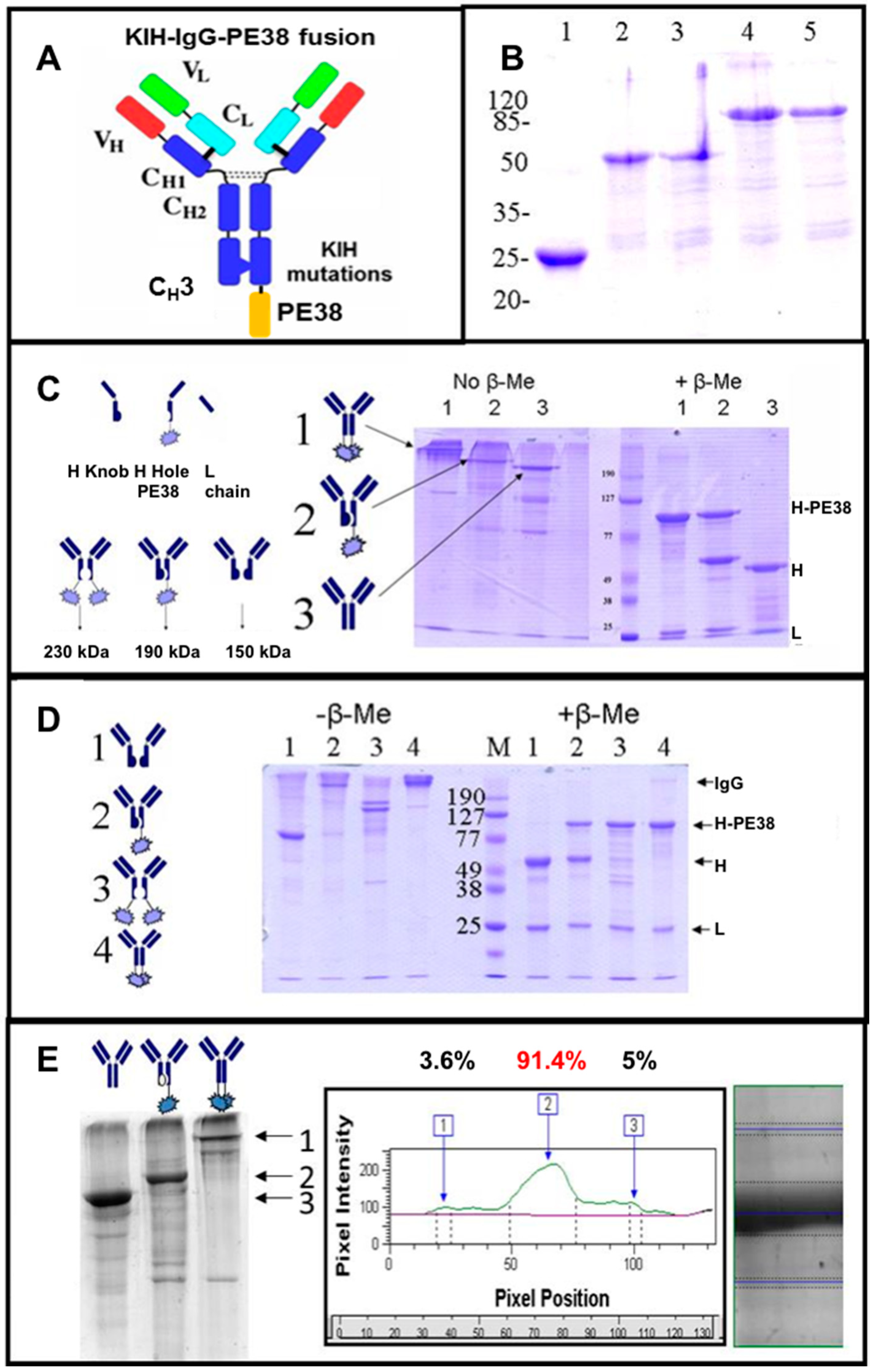 Antibodies 07 00027 g003