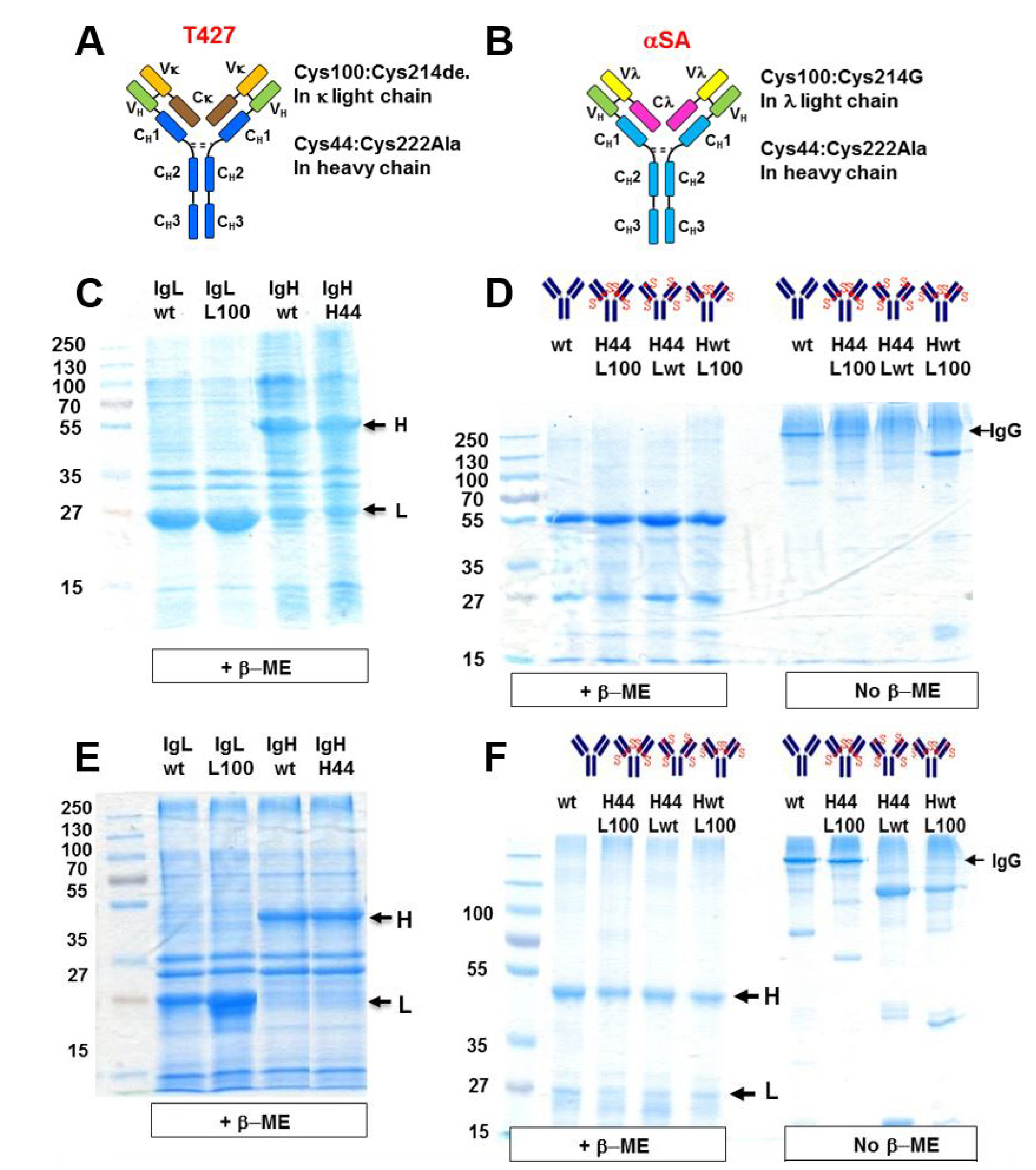 Antibodies 07 00027 g005