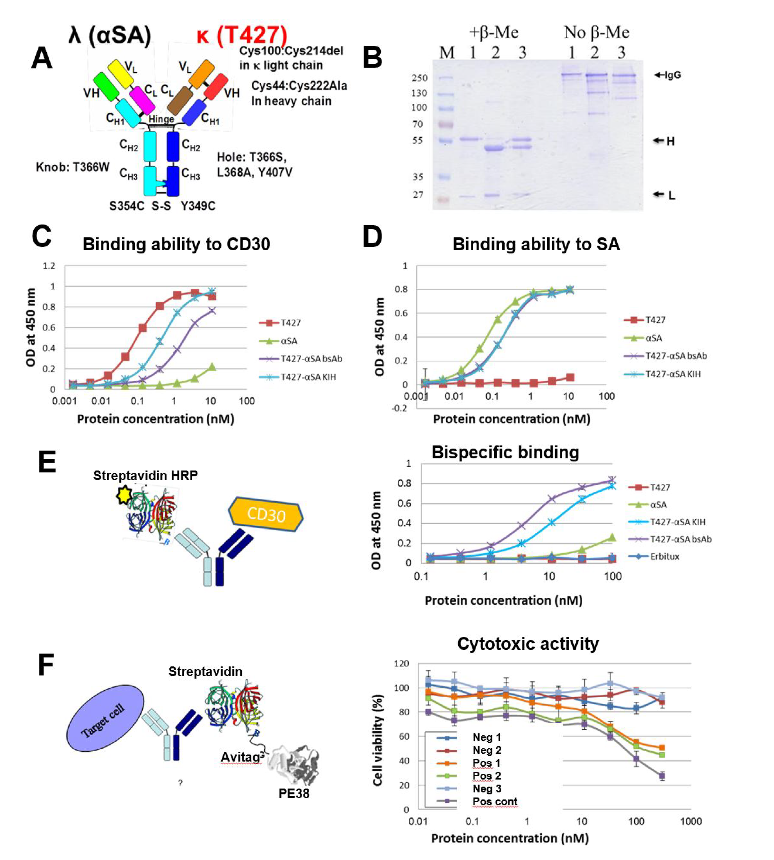 Antibodies 07 00027 g007