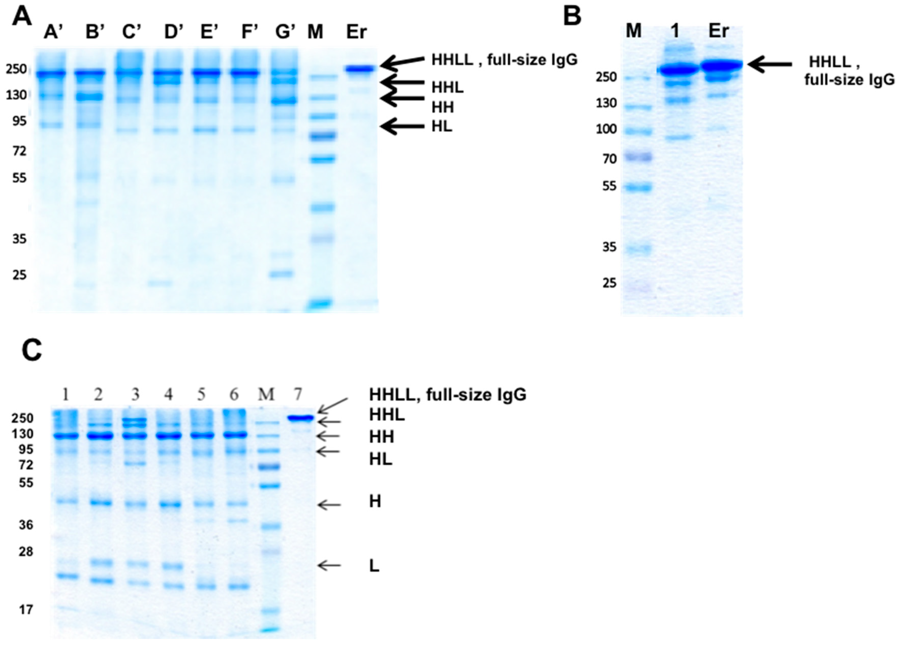 Antibodies 07 00027 g008