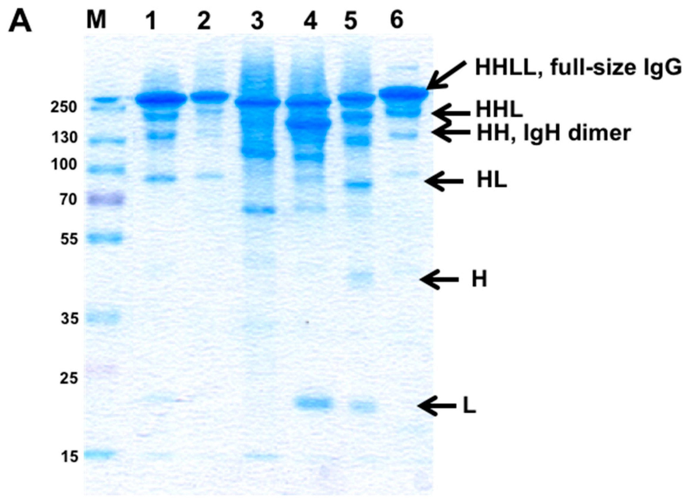 Antibodies 07 00027 g010