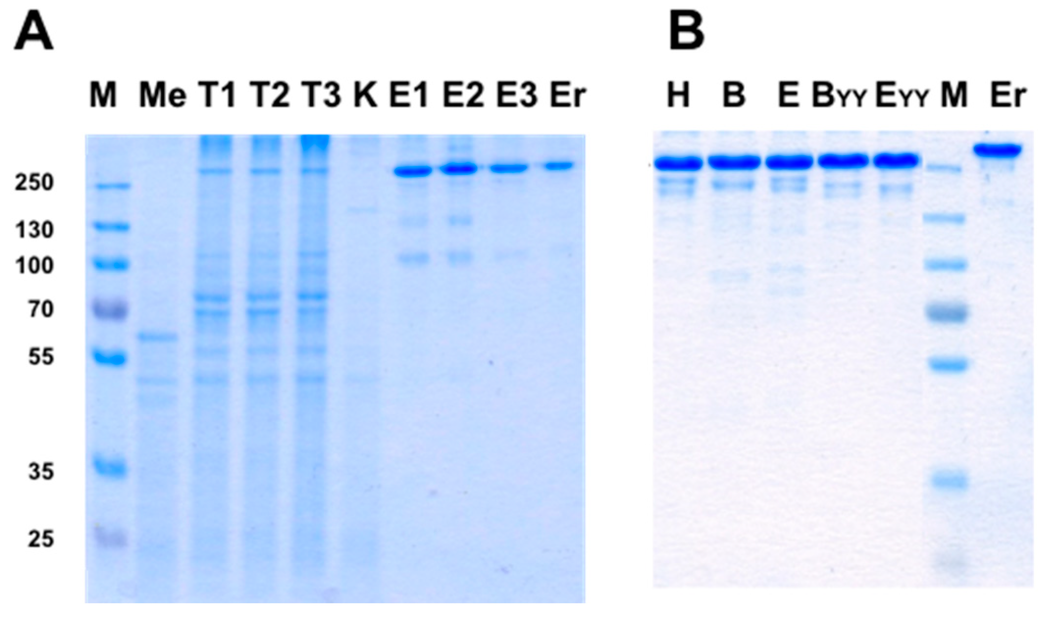 Antibodies 07 00027 g011