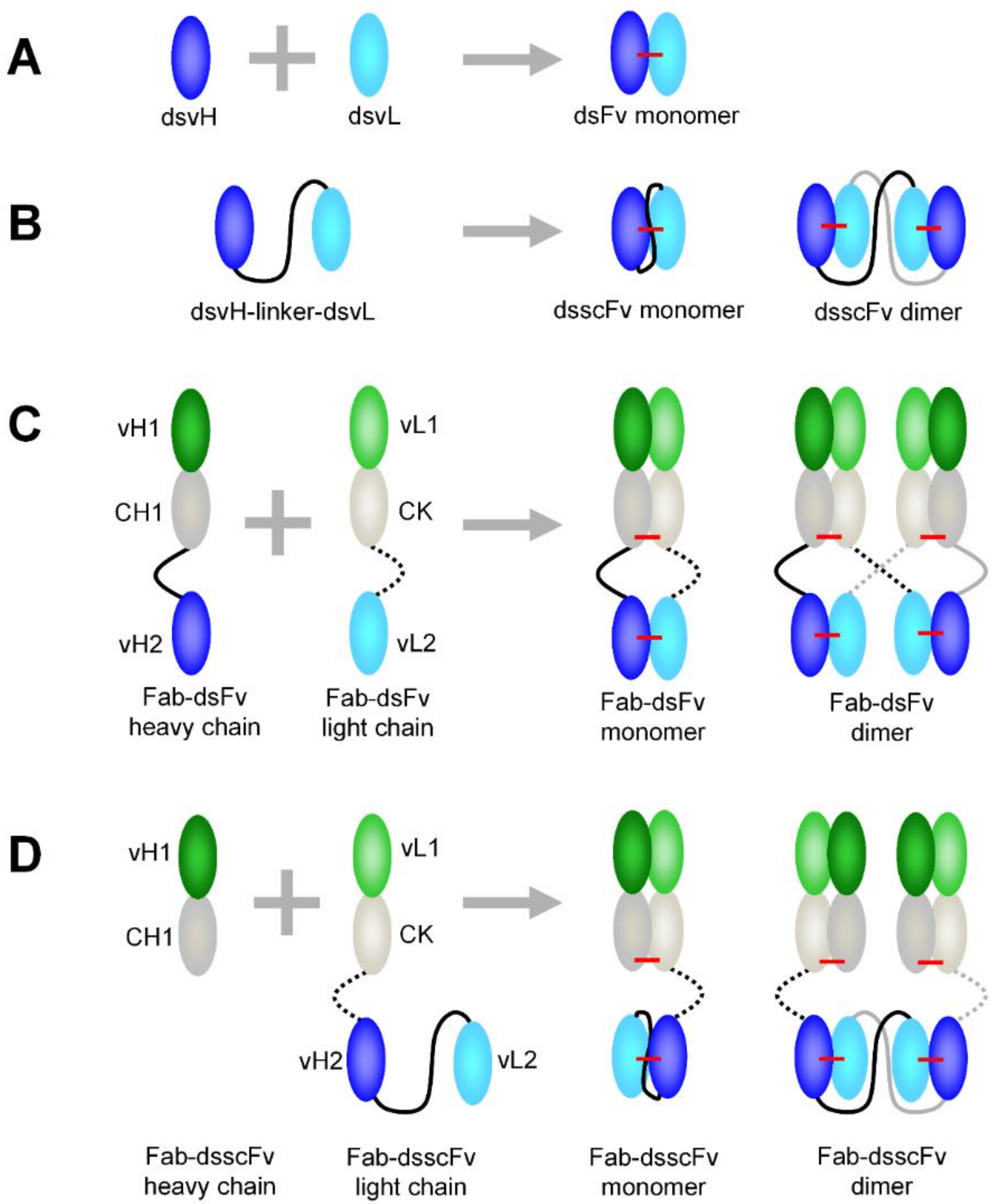 Antibodies 07 00035 g001