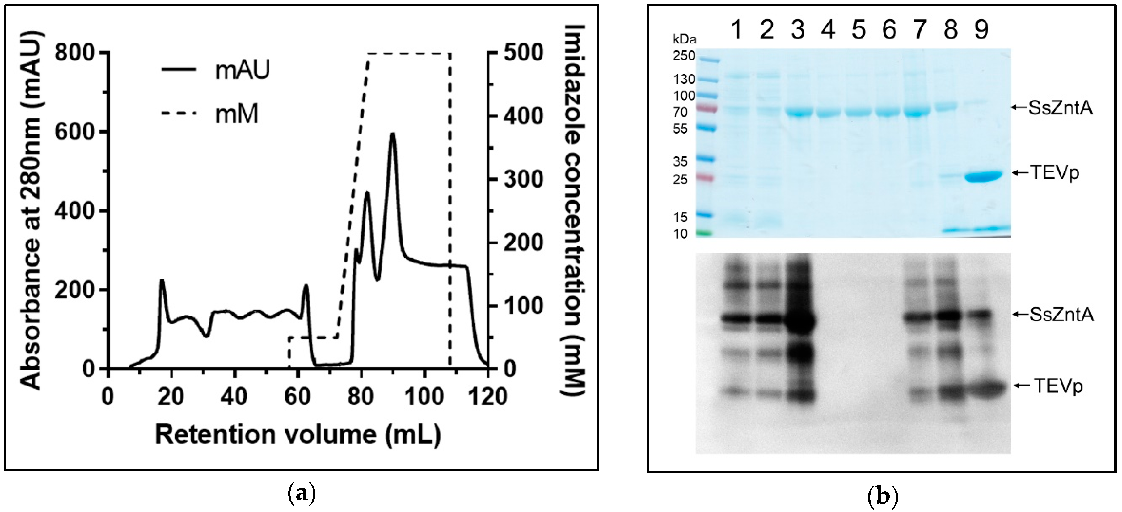 Antibodies 07 00039 g002