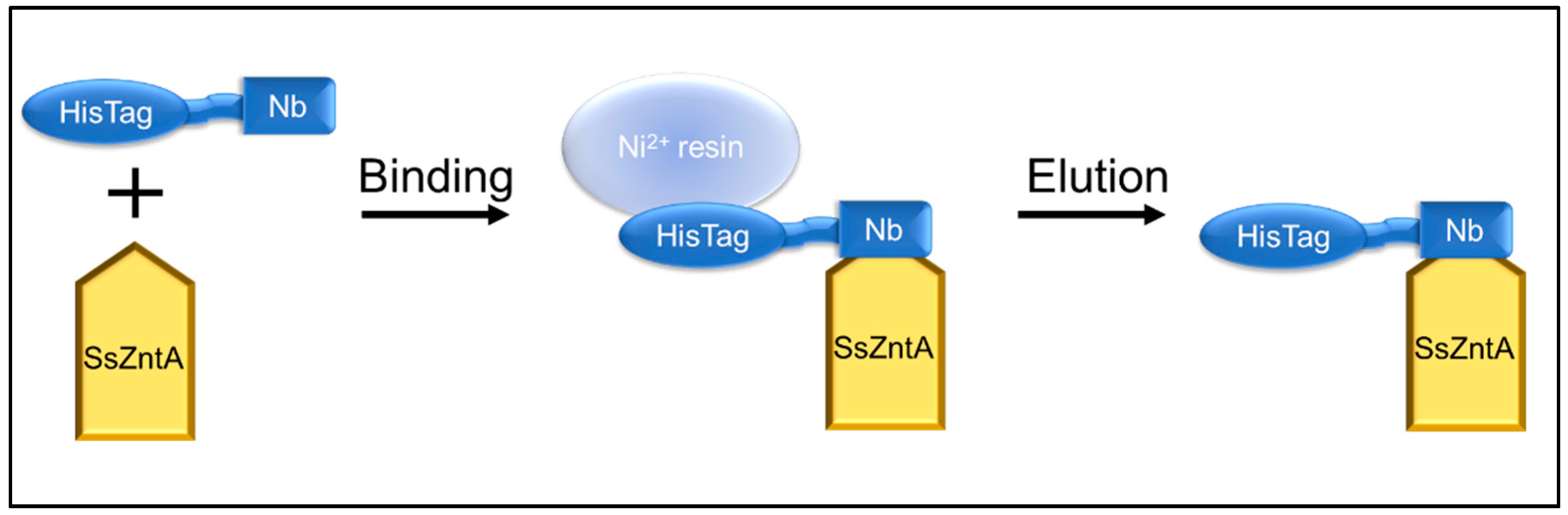 Antibodies 07 00039 g007