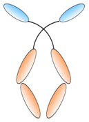 Antibodies 08 00001 i006