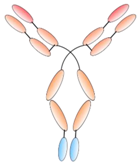 Antibodies 08 00001 i010