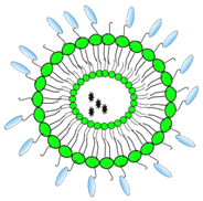 Antibodies 08 00001 i012