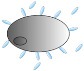 Antibodies 08 00001 i013