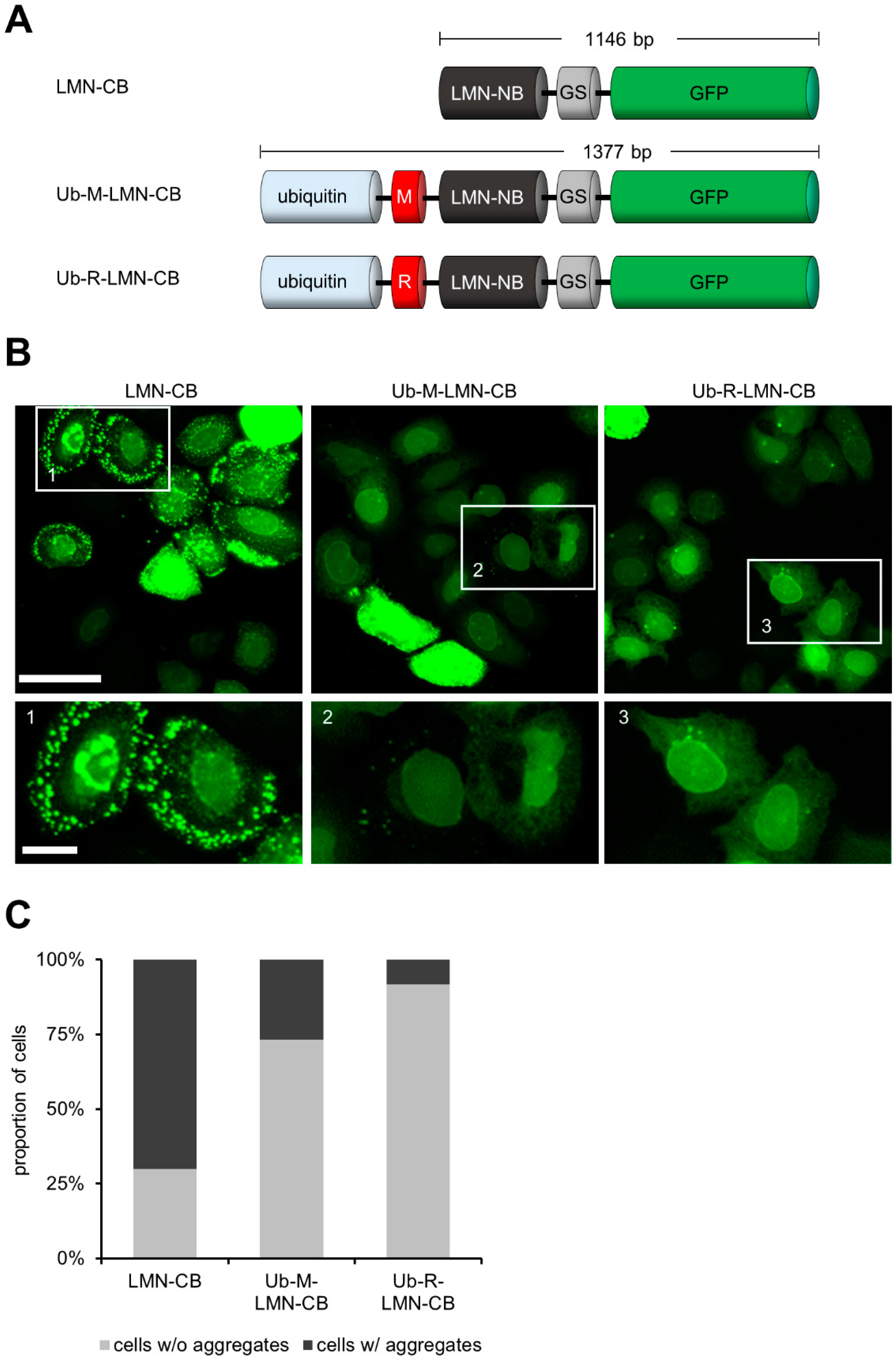 Antibodies 08 00010 g002