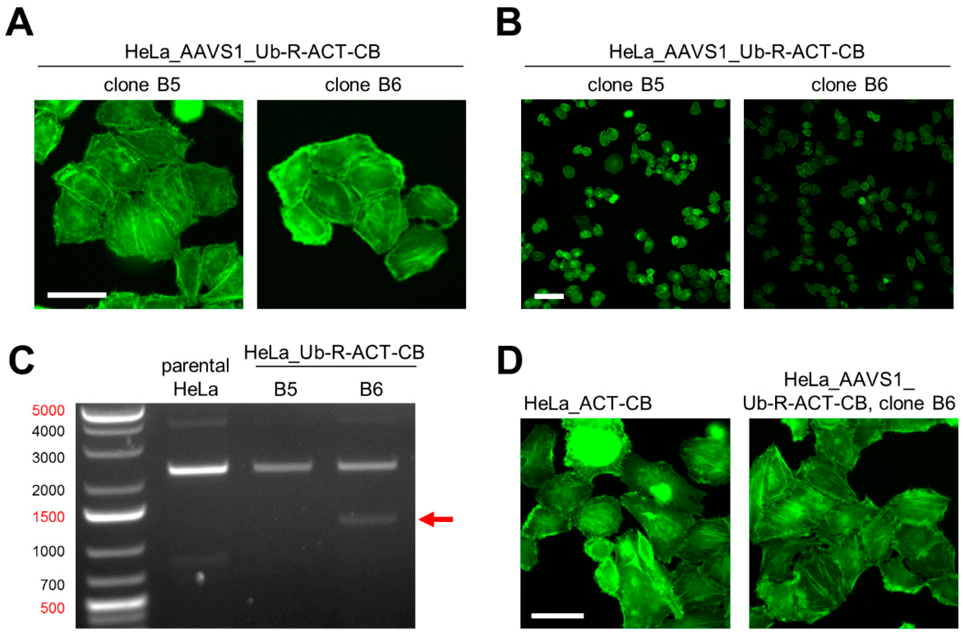 Antibodies 08 00010 g005