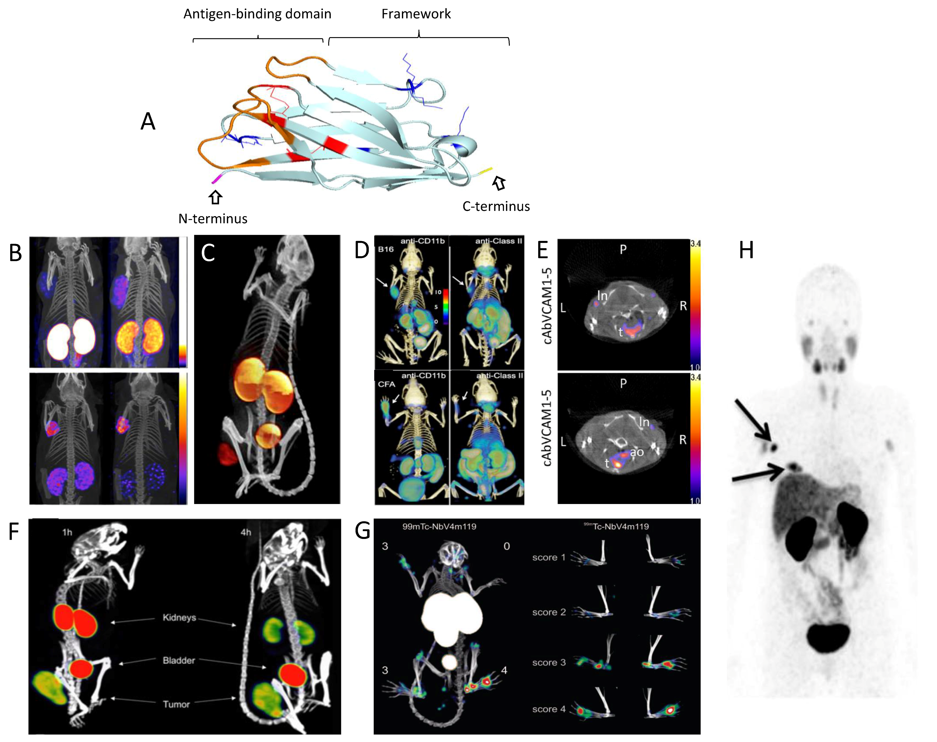 Antibodies 08 00012 g001