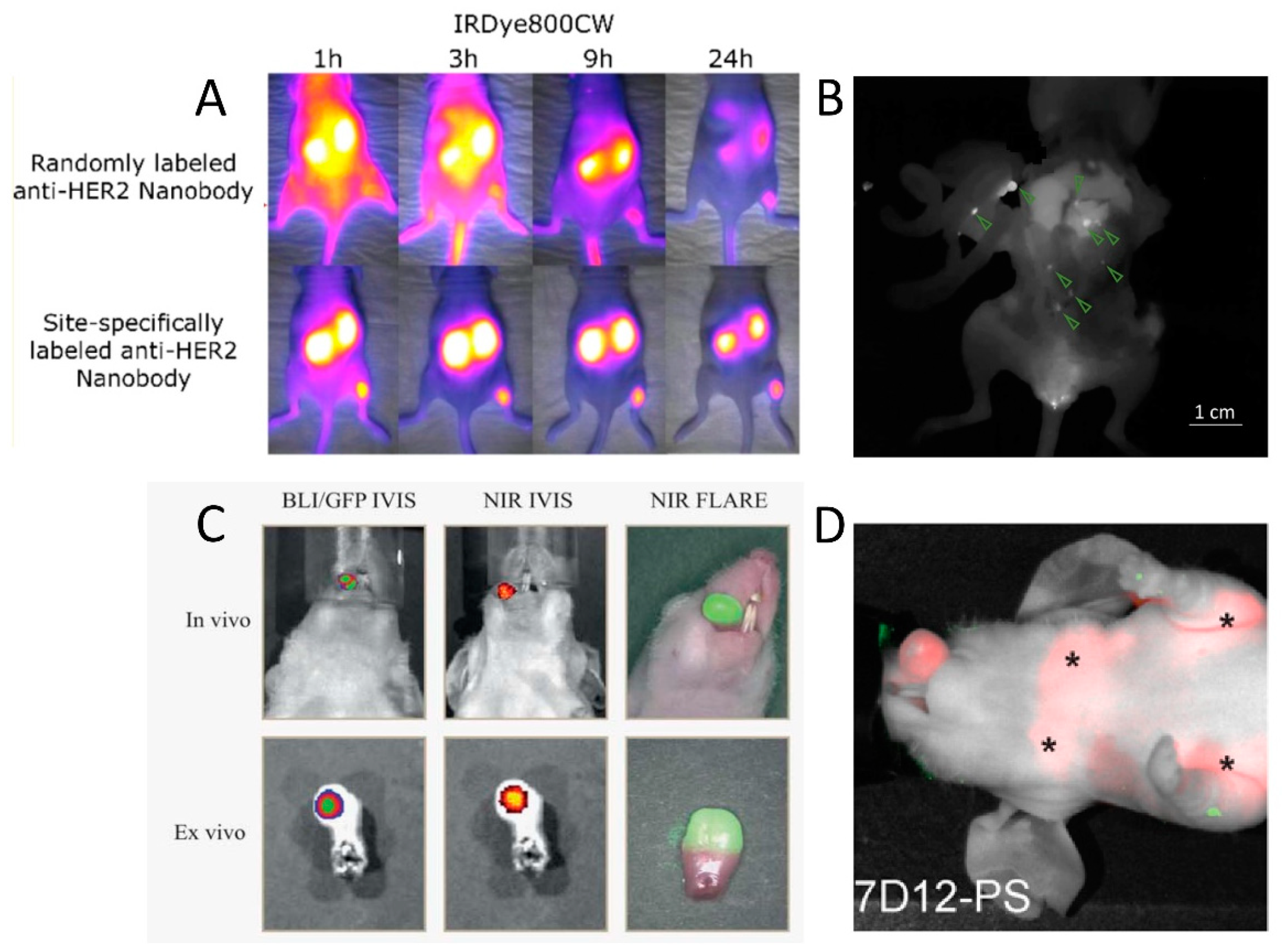 Antibodies 08 00012 g002