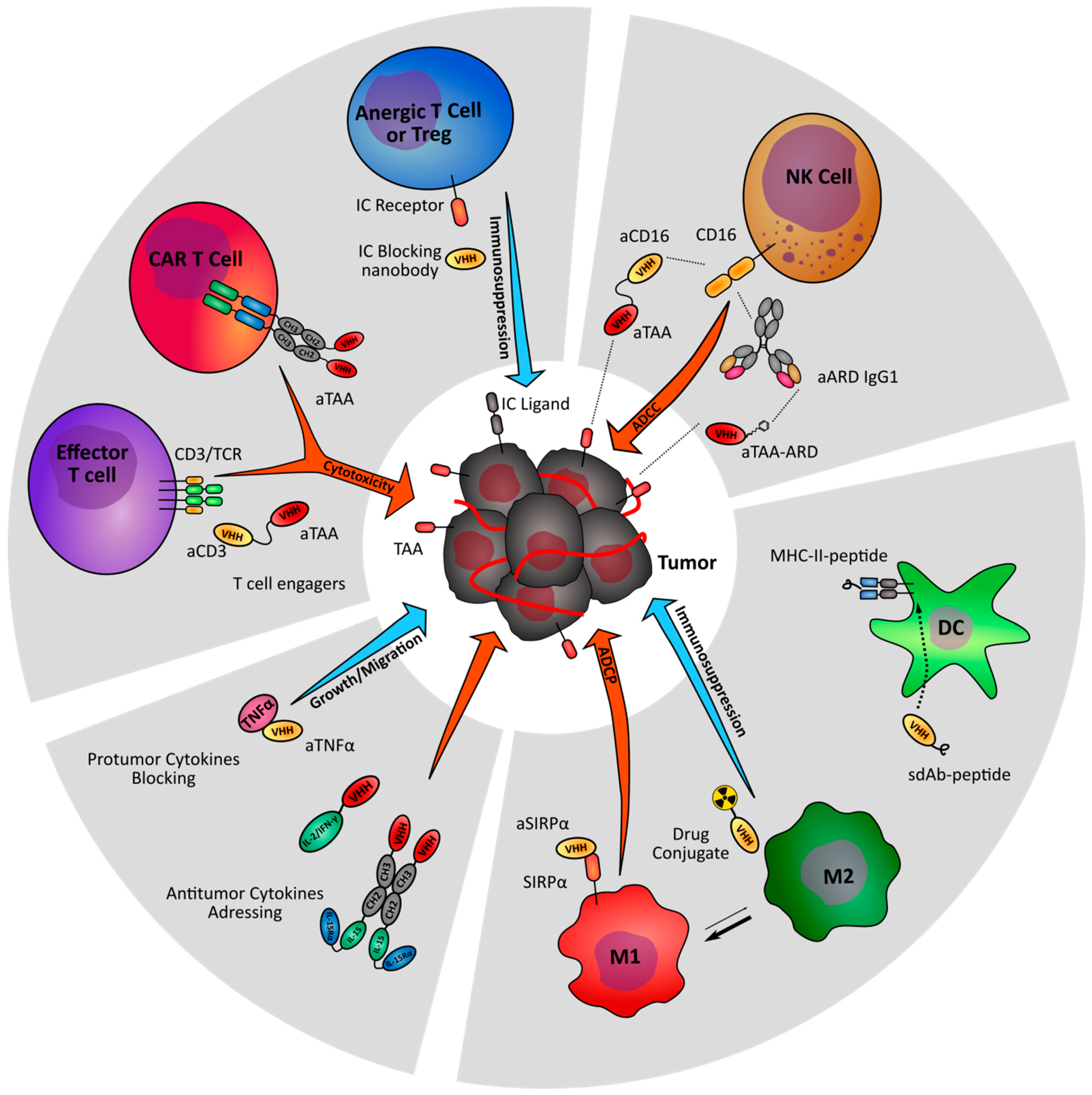 Antibodies 08 00013 g002