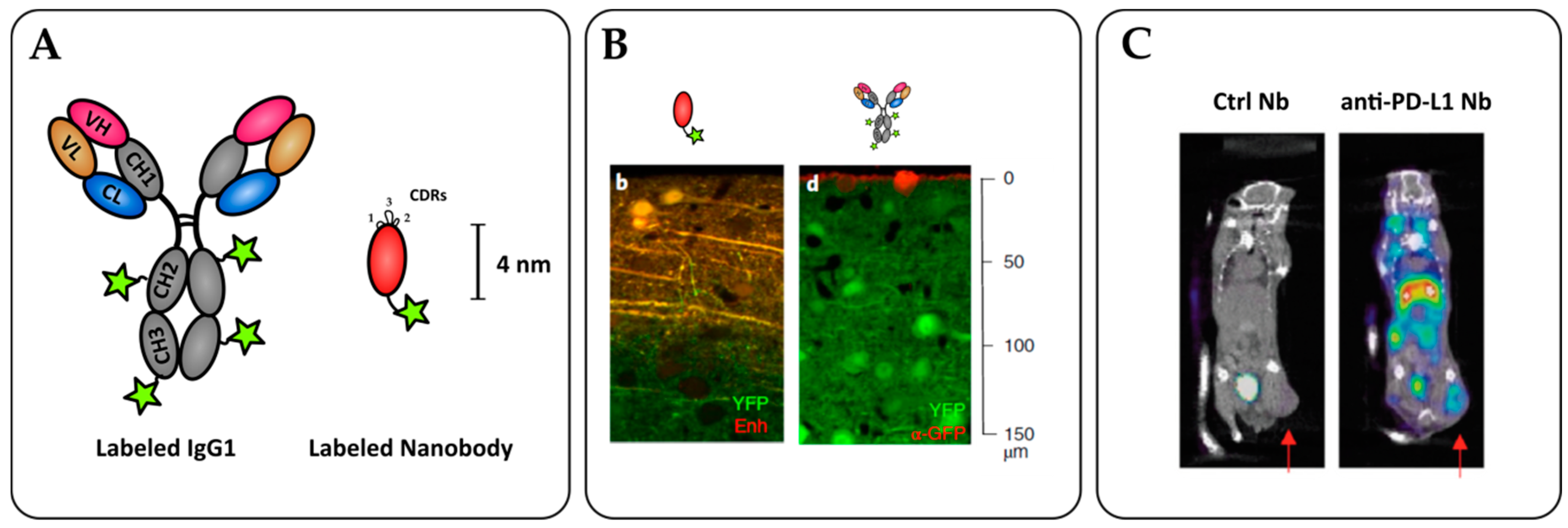 Antibodies 08 00013 g003